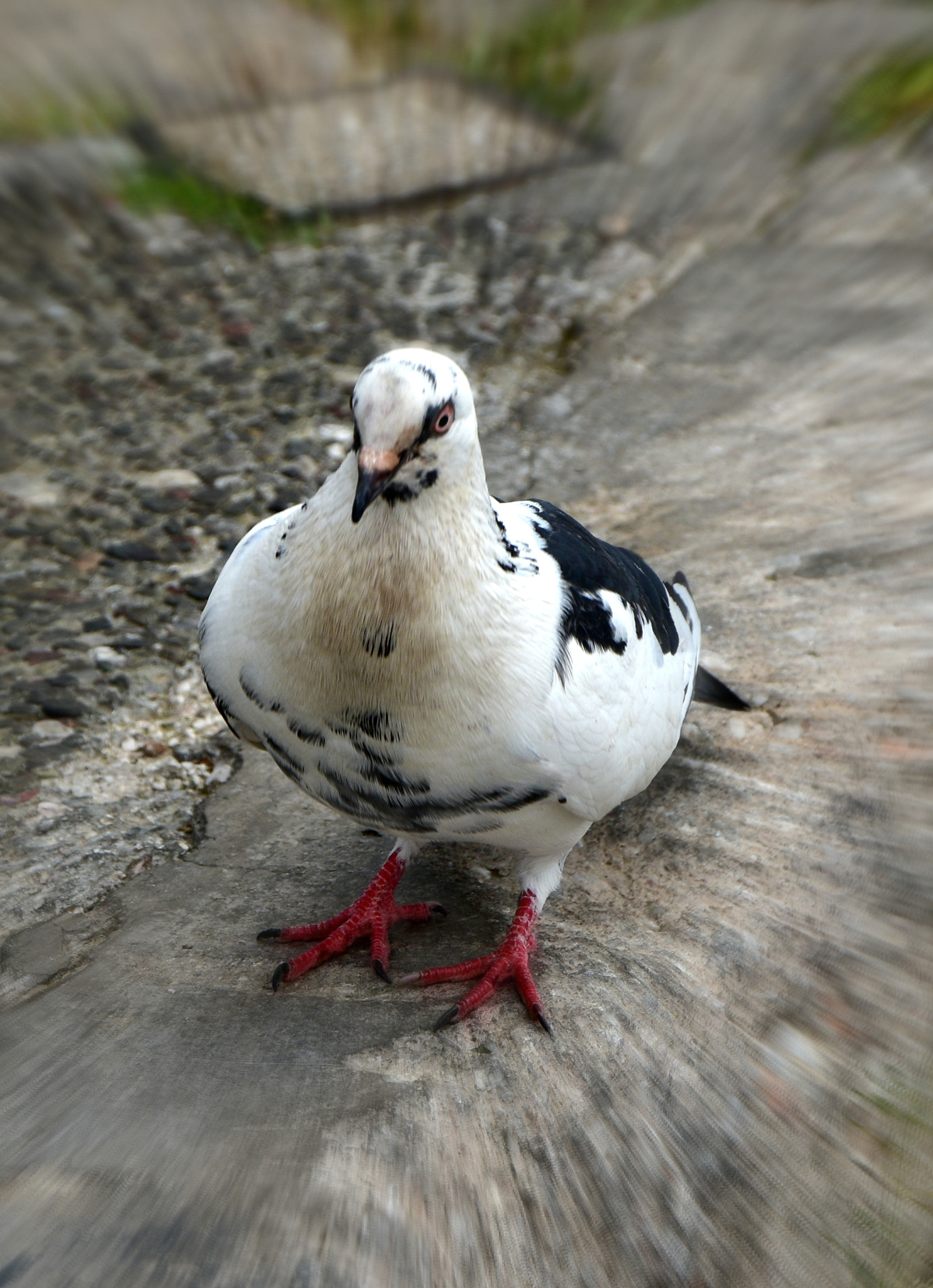 Nikon D3400 sample photo. Pigeon photography