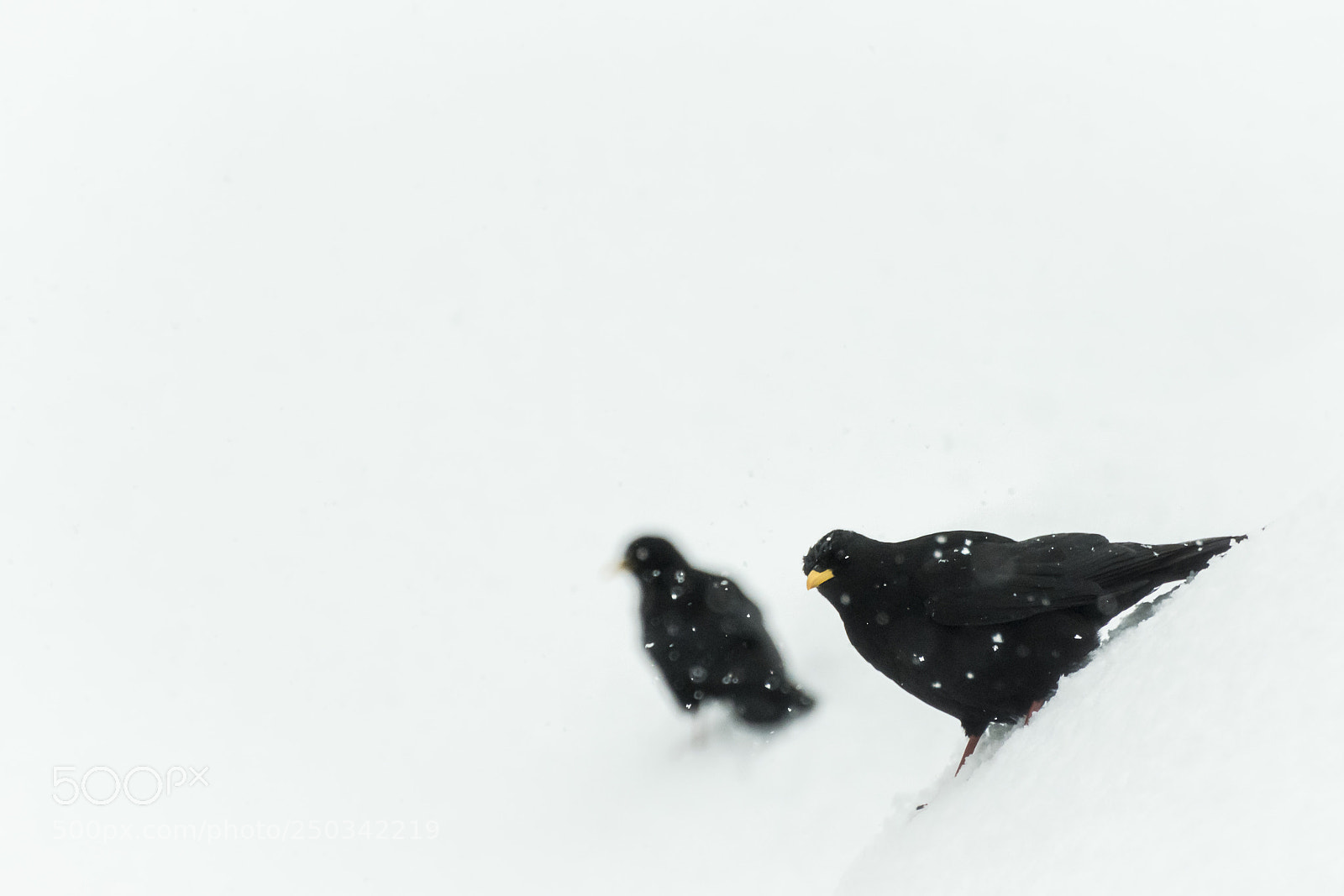 Nikon D7200 sample photo. The crows of winter photography