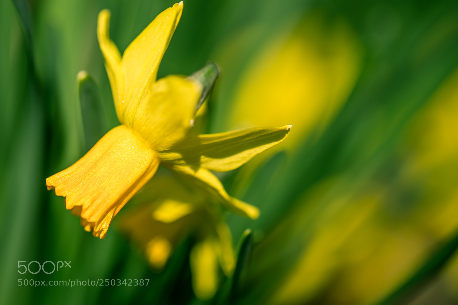 Canon EOS 5D Mark IV sample photo. Yellow & green photography
