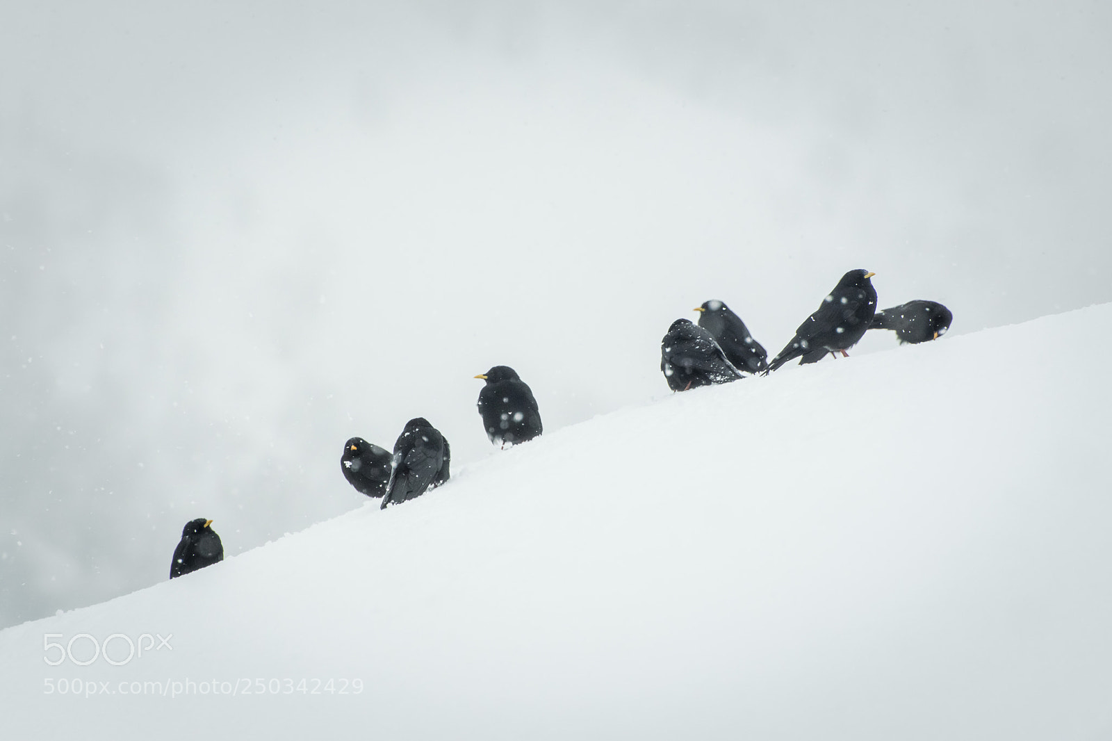 Nikon D7200 sample photo. The crows of winter 2 photography