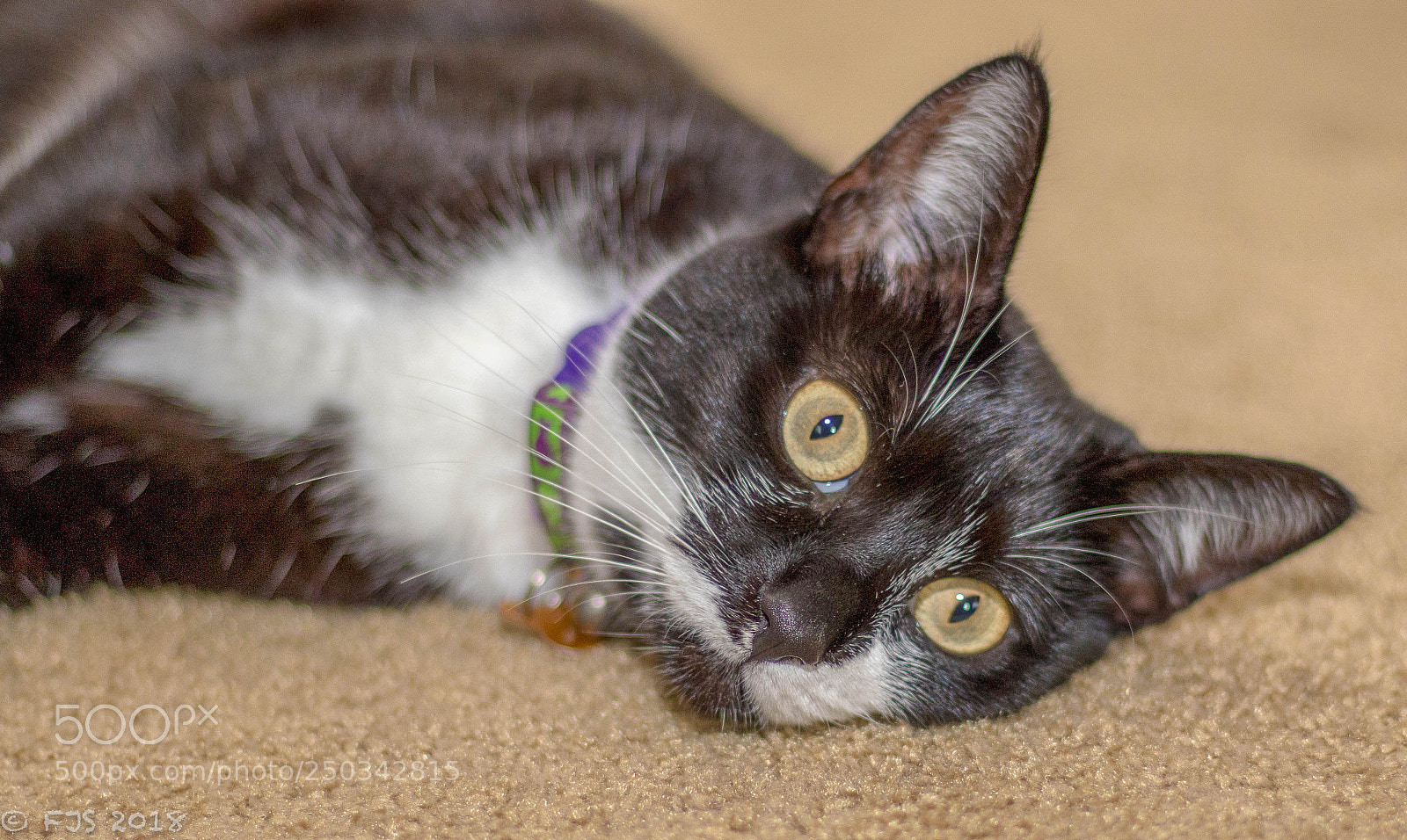 Canon EOS 7D Mark II sample photo. Chill out photography
