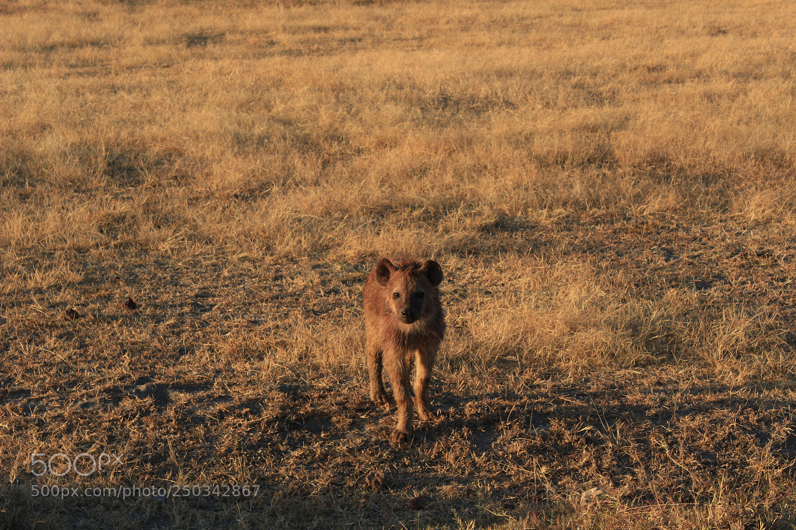 Canon EOS 600D (Rebel EOS T3i / EOS Kiss X5) sample photo. A patient, leering hyena photography