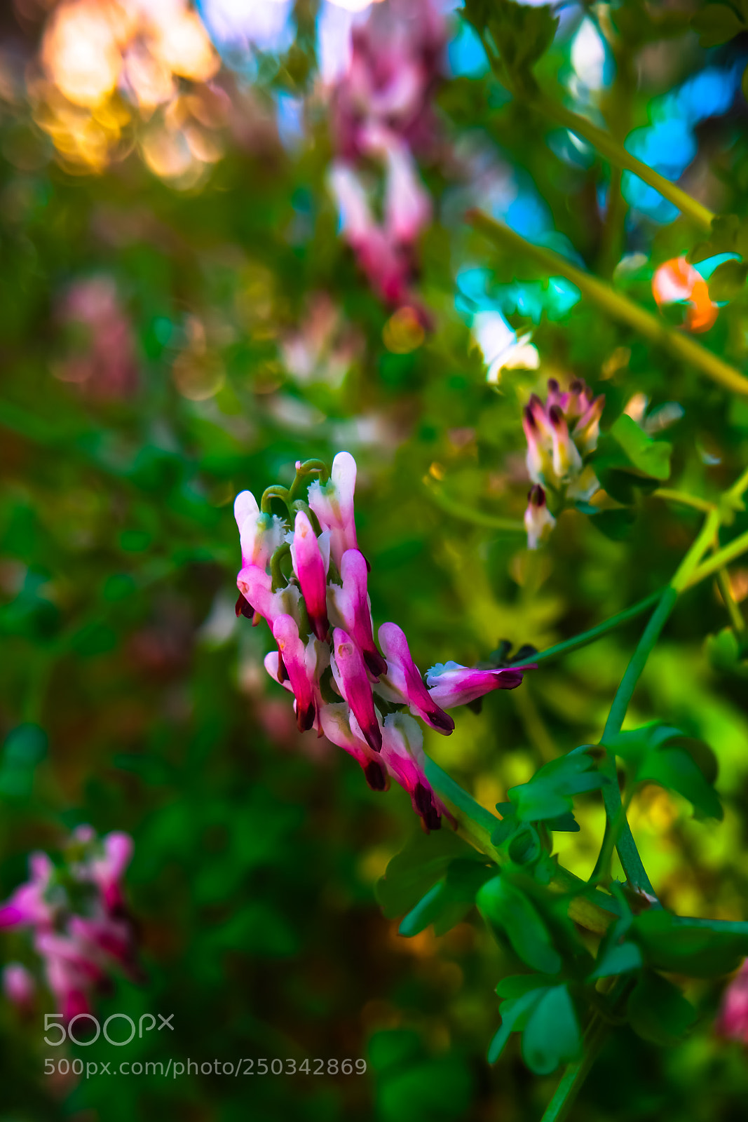 Samsung NX500 sample photo. Melissa photography
