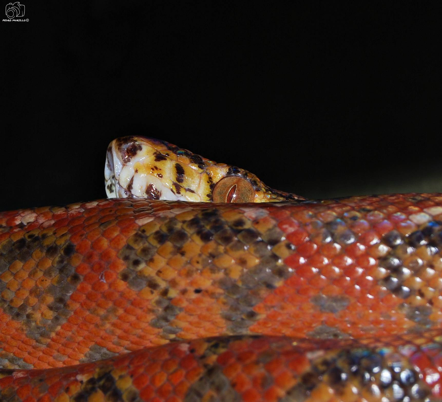 Nikon D60 sample photo