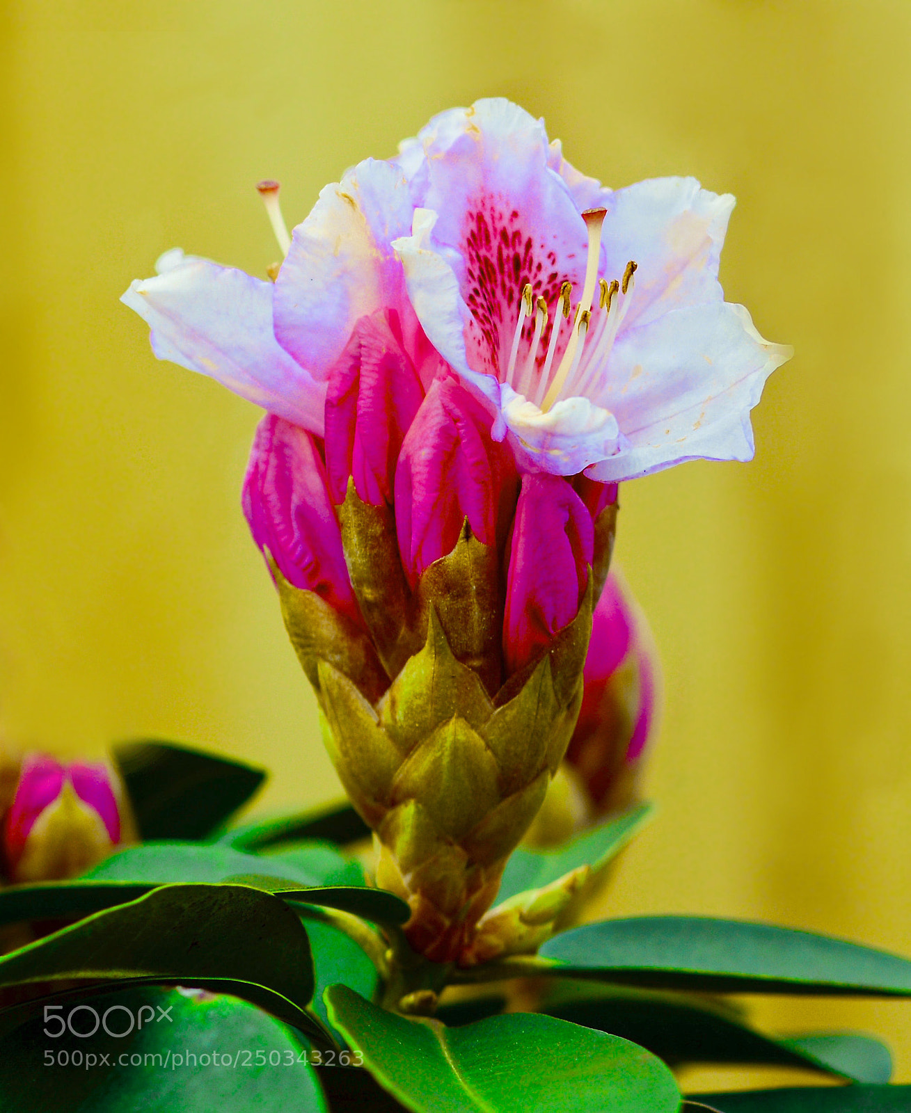 Nikon D5200 sample photo. Flowers. photography