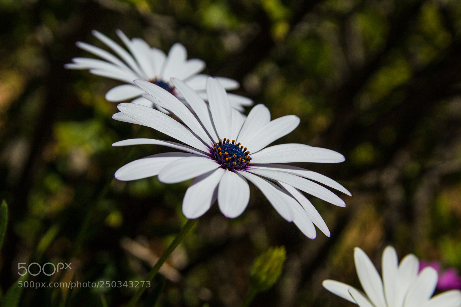 Canon EOS 1200D (EOS Rebel T5 / EOS Kiss X70 / EOS Hi) sample photo. Flowers at mallorca march 2018 photography