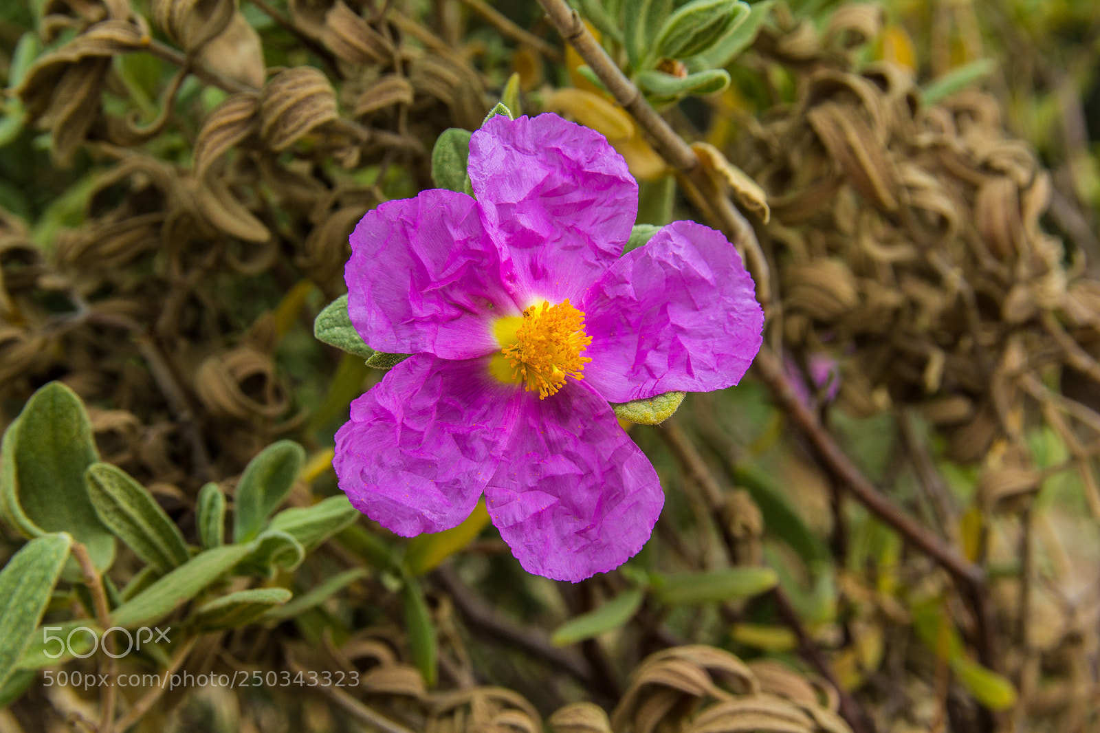 Canon EOS 1200D (EOS Rebel T5 / EOS Kiss X70 / EOS Hi) sample photo. Flowers at mallorca march 2018 photography