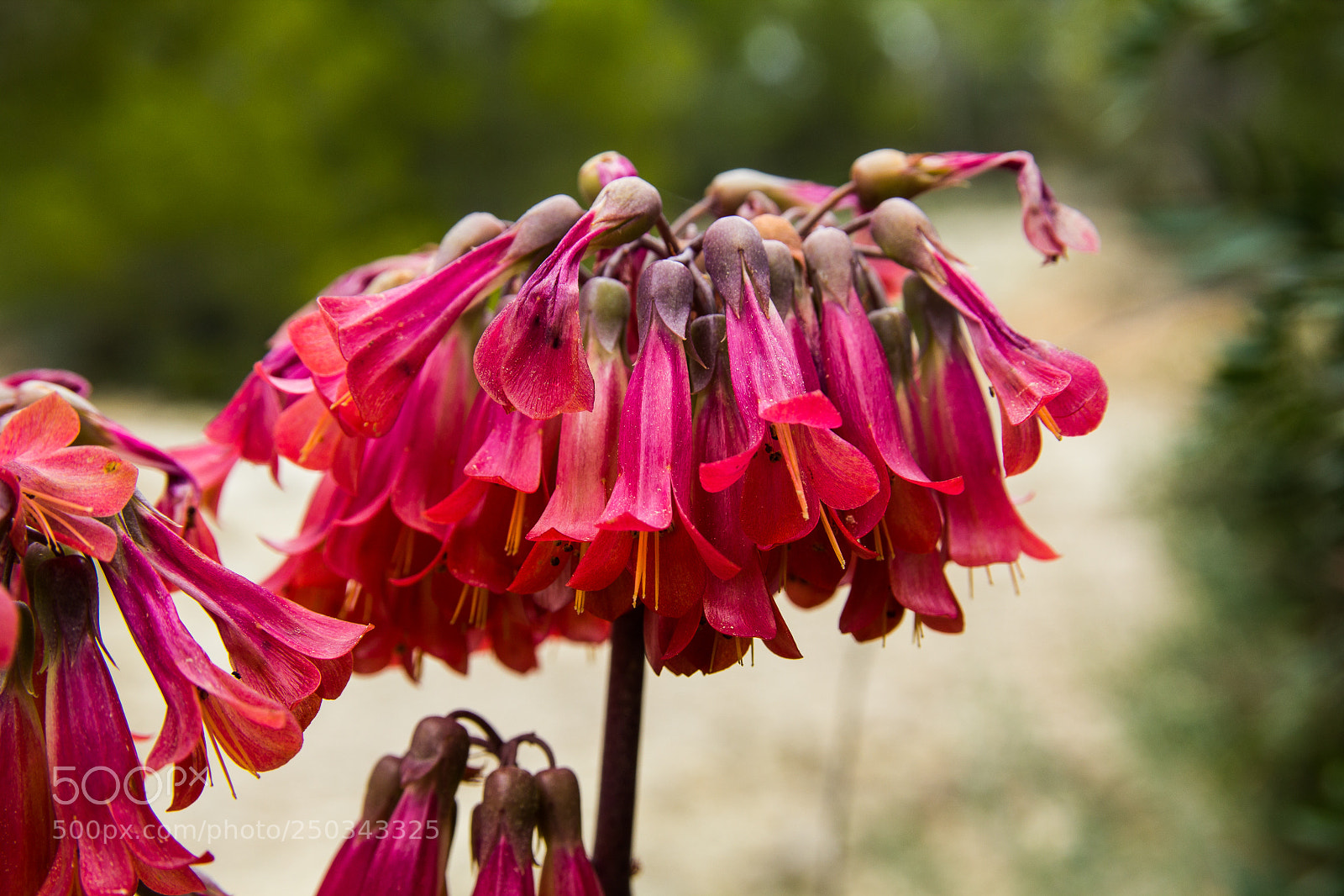 Canon EOS 1200D (EOS Rebel T5 / EOS Kiss X70 / EOS Hi) sample photo. Flowers at mallorca march 2018 photography
