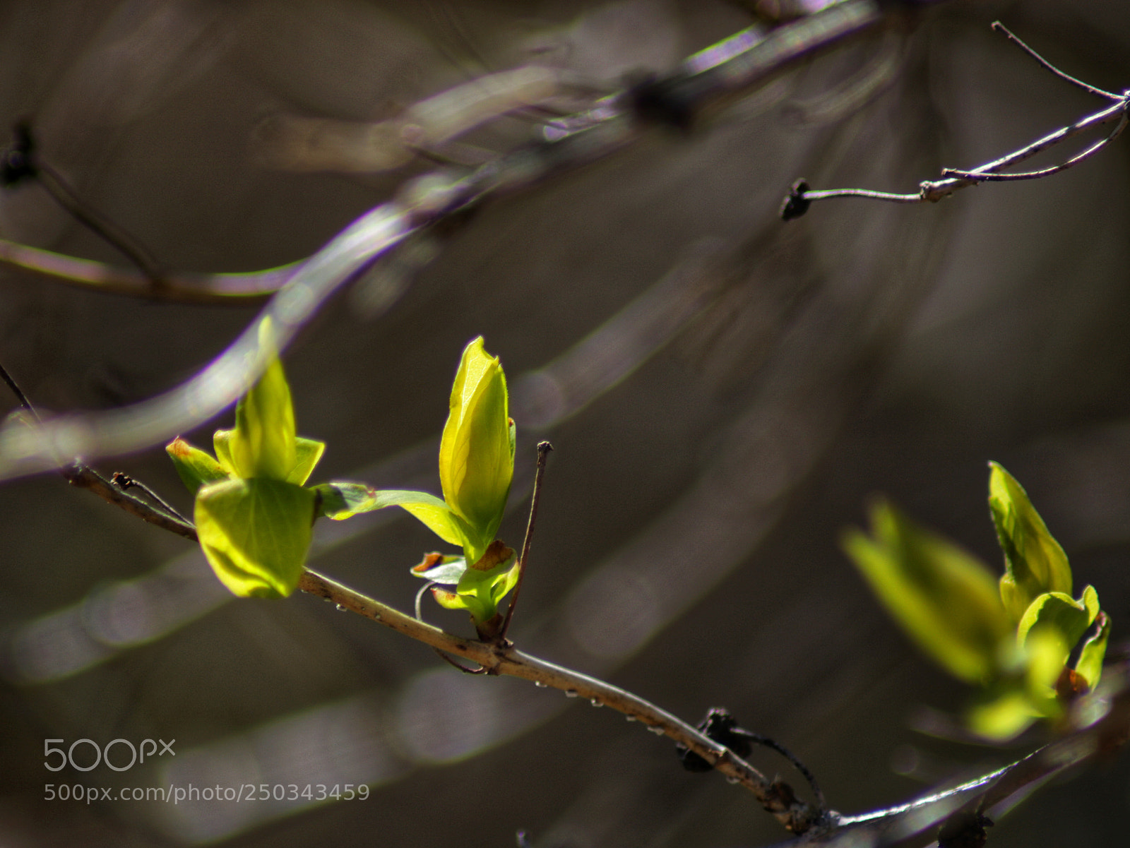 Canon EOS 750D (EOS Rebel T6i / EOS Kiss X8i) sample photo. Leaves photography