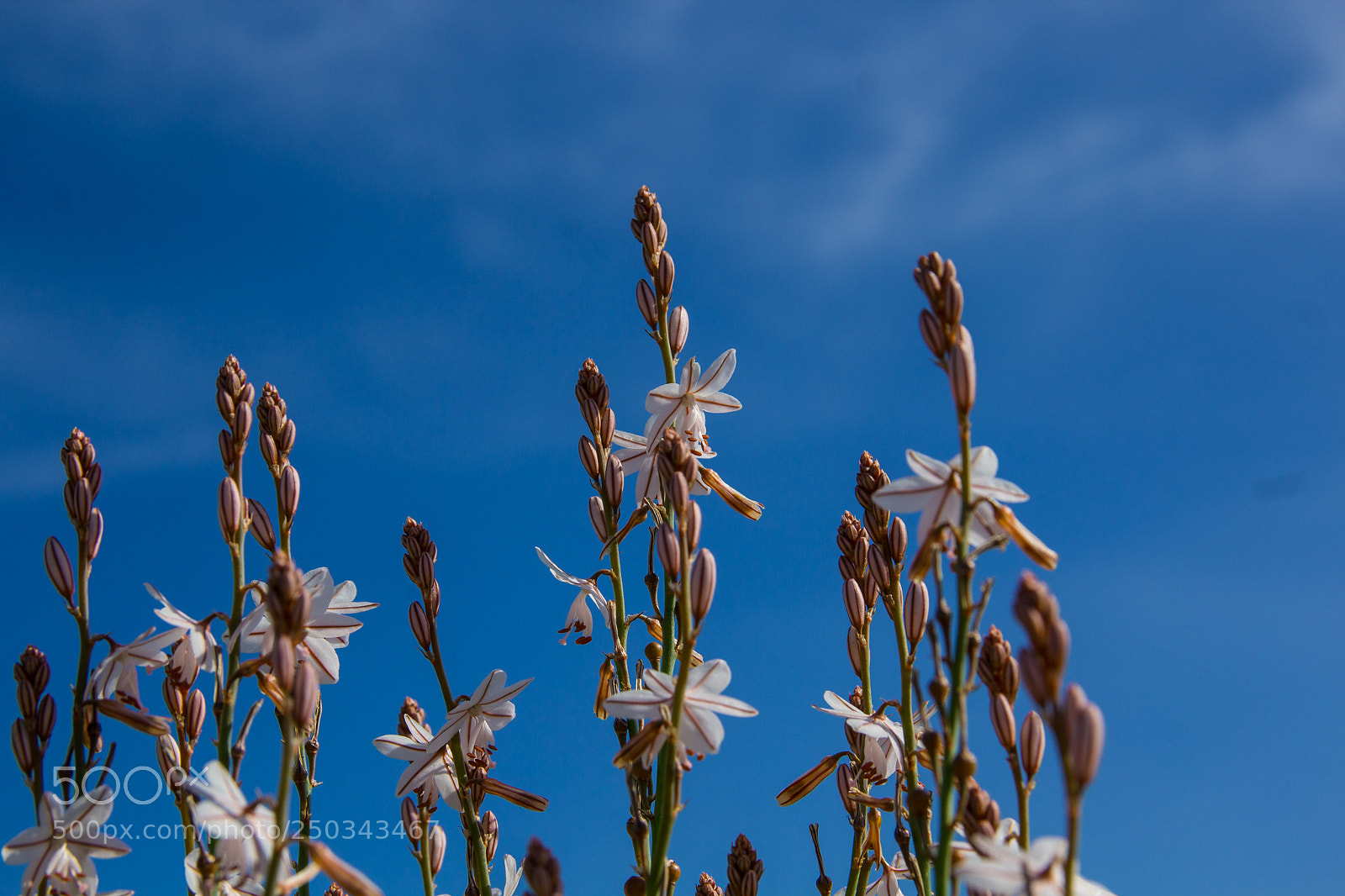 Canon EOS 1200D (EOS Rebel T5 / EOS Kiss X70 / EOS Hi) sample photo. Flowers at mallorca march 2018 photography