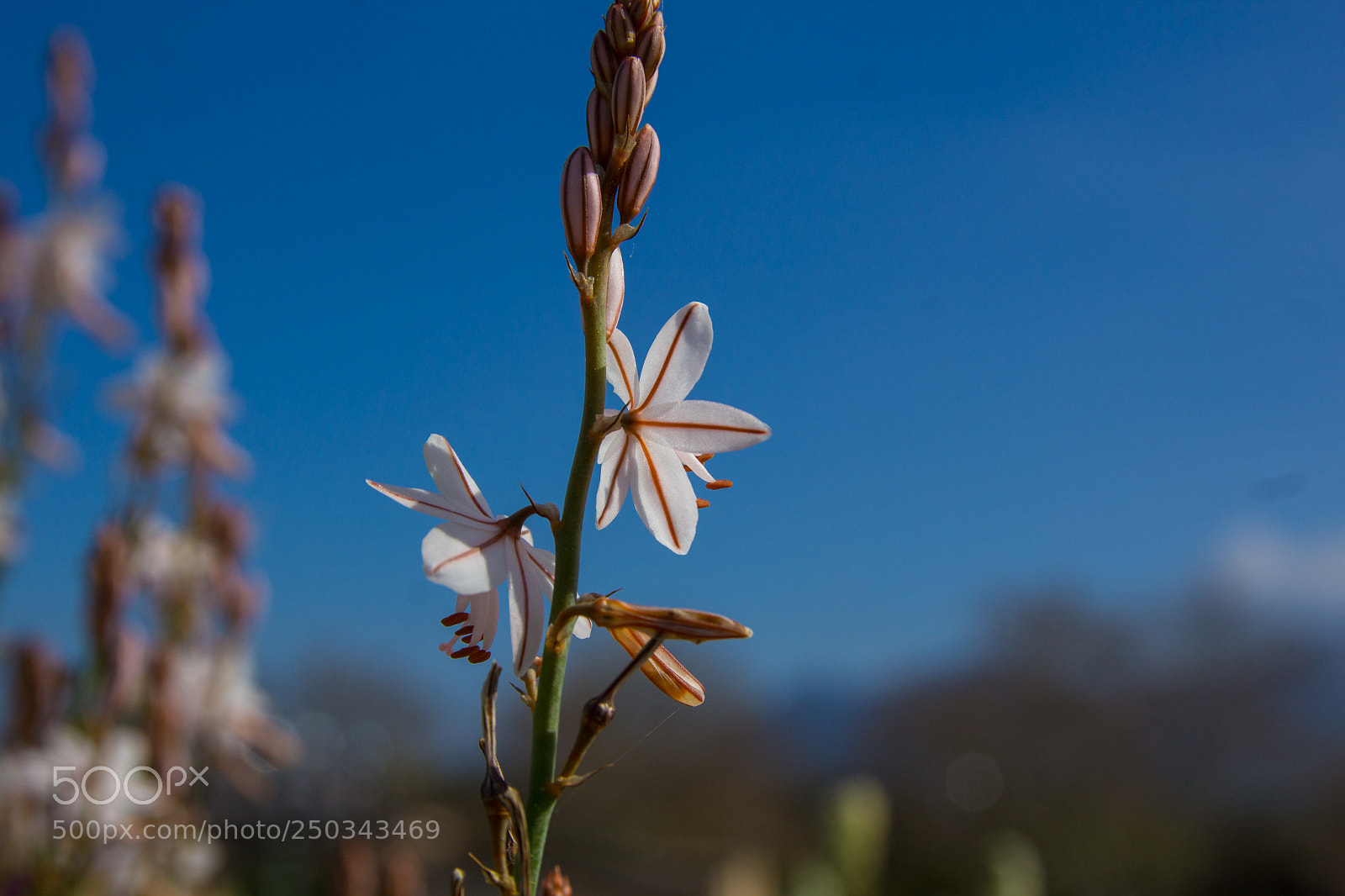 Canon EOS 1200D (EOS Rebel T5 / EOS Kiss X70 / EOS Hi) sample photo. Flowers at mallorca march 2018 photography