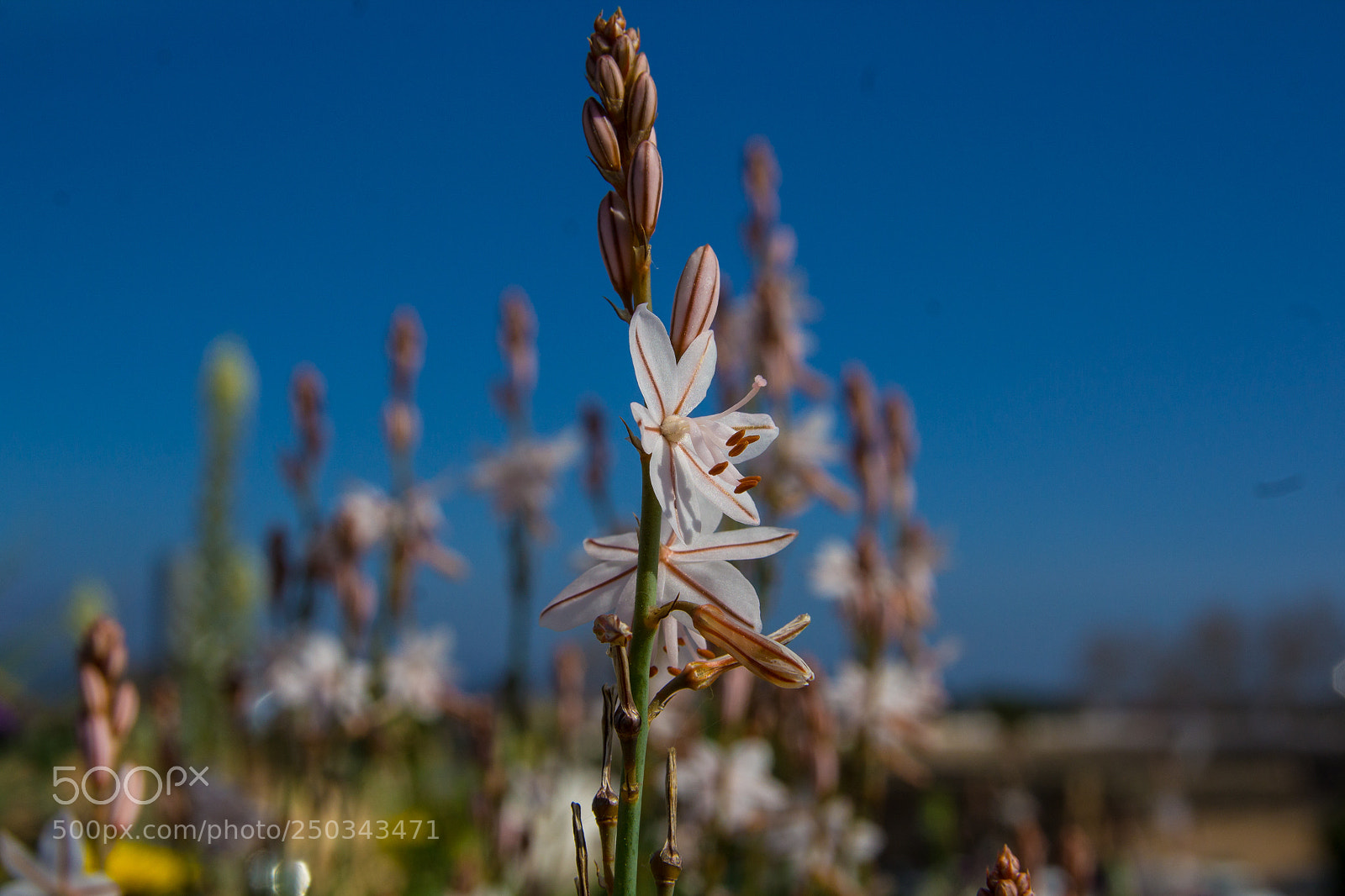 Canon EOS 1200D (EOS Rebel T5 / EOS Kiss X70 / EOS Hi) sample photo. Flowers at mallorca march 2018 photography