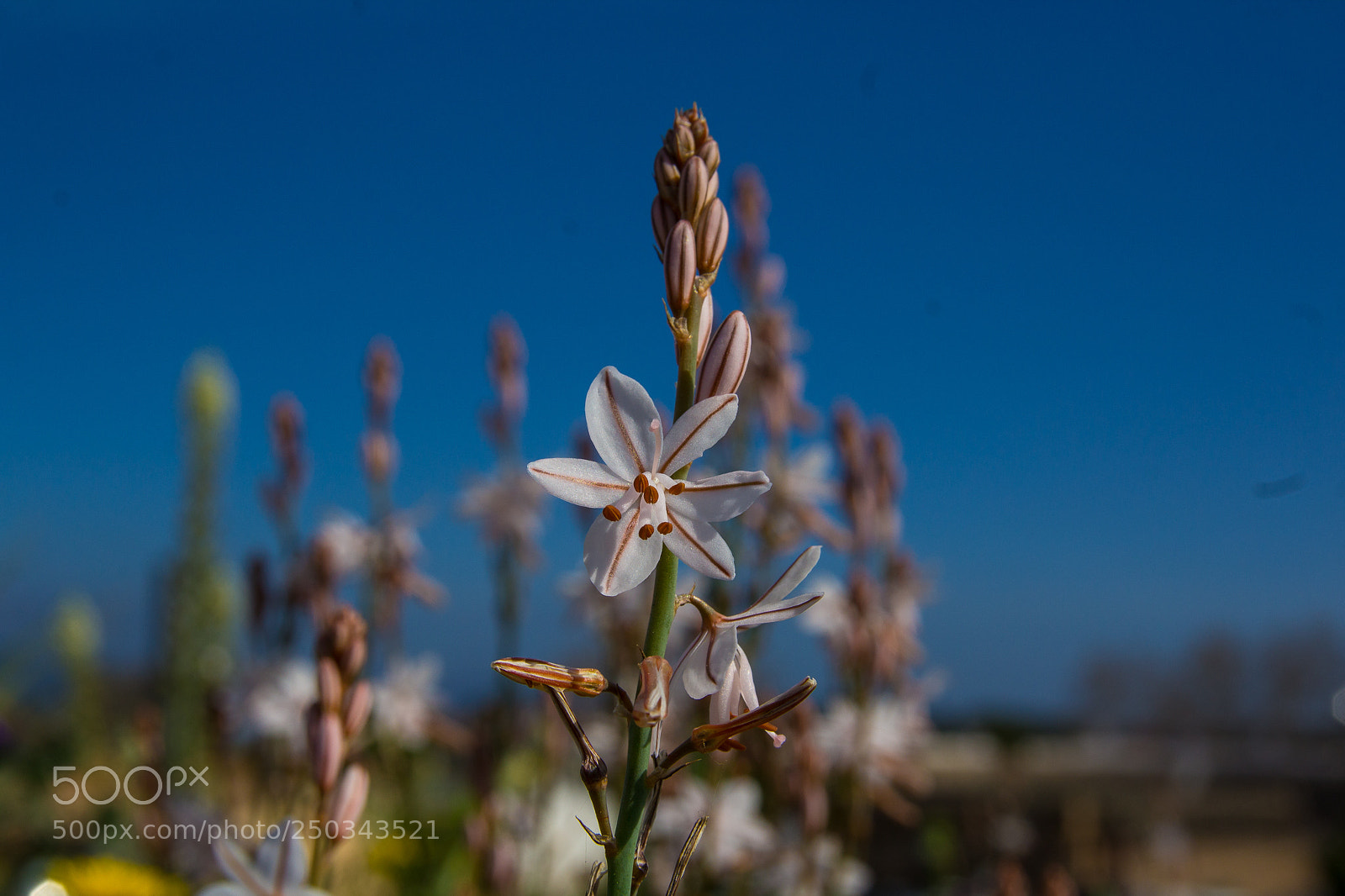 Canon EOS 1200D (EOS Rebel T5 / EOS Kiss X70 / EOS Hi) sample photo. Flowers at mallorca march 2018 photography
