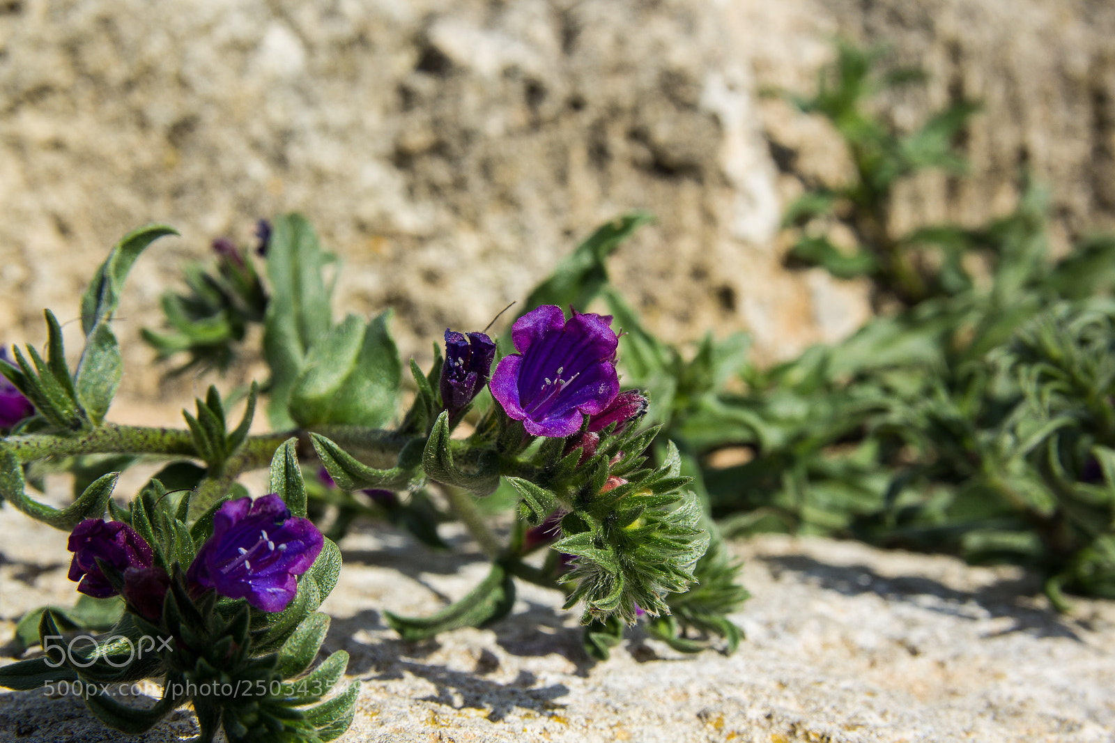Canon EOS 1200D (EOS Rebel T5 / EOS Kiss X70 / EOS Hi) sample photo. Flowers at mallorca march 2018 photography
