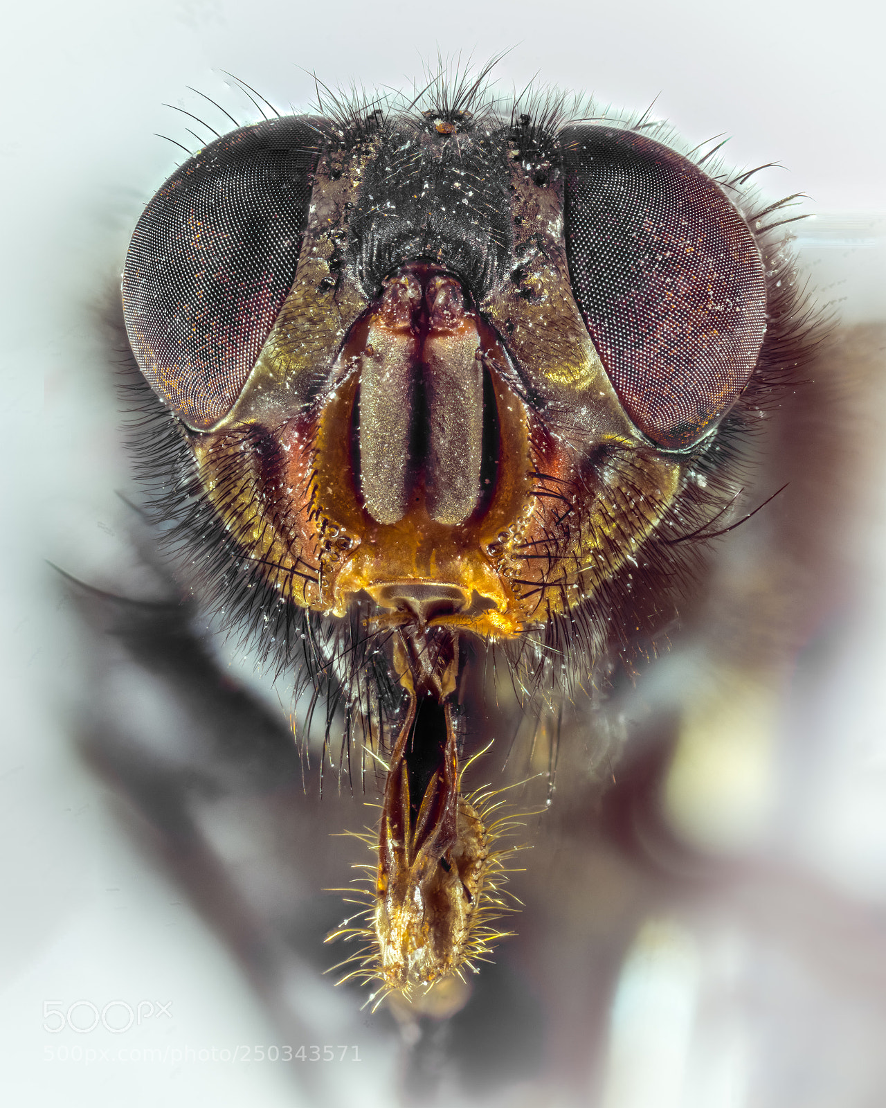 Sony Alpha NEX-7 sample photo. The fly photography