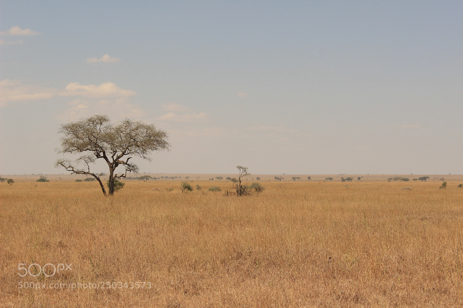 Canon EOS 600D (Rebel EOS T3i / EOS Kiss X5) sample photo. A leopard settles into photography