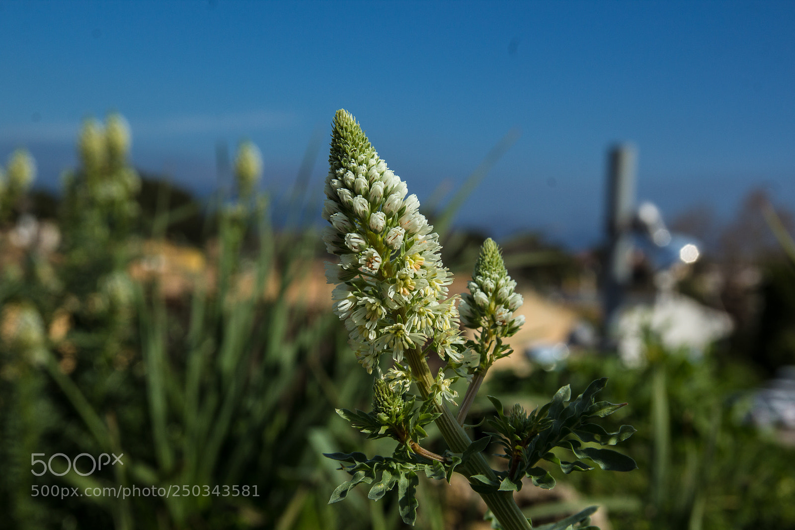 Canon EOS 1200D (EOS Rebel T5 / EOS Kiss X70 / EOS Hi) sample photo. Flowers at mallorca march 2018 photography
