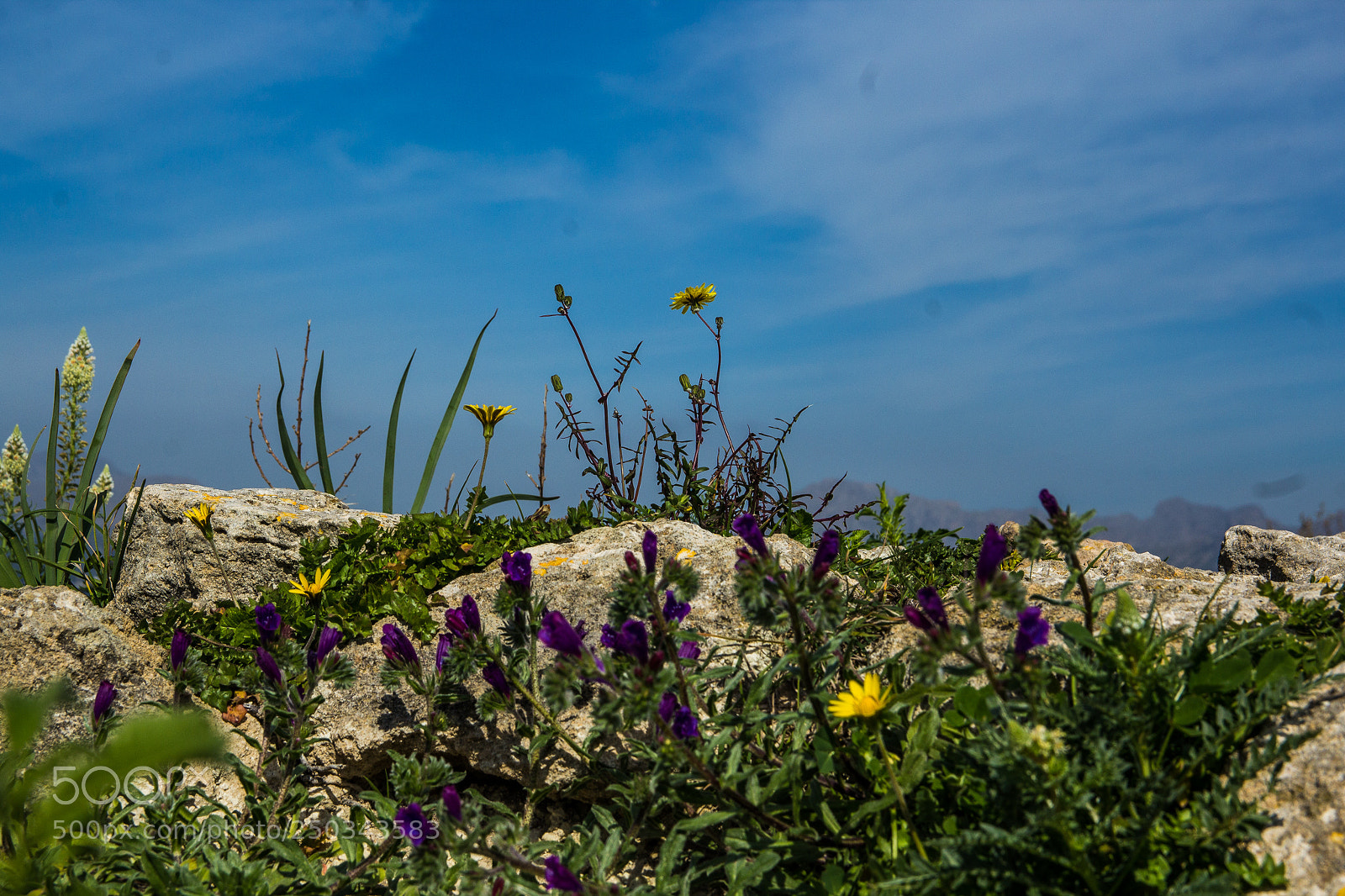 Canon EOS 1200D (EOS Rebel T5 / EOS Kiss X70 / EOS Hi) sample photo. Flowers at mallorca march 2018 photography