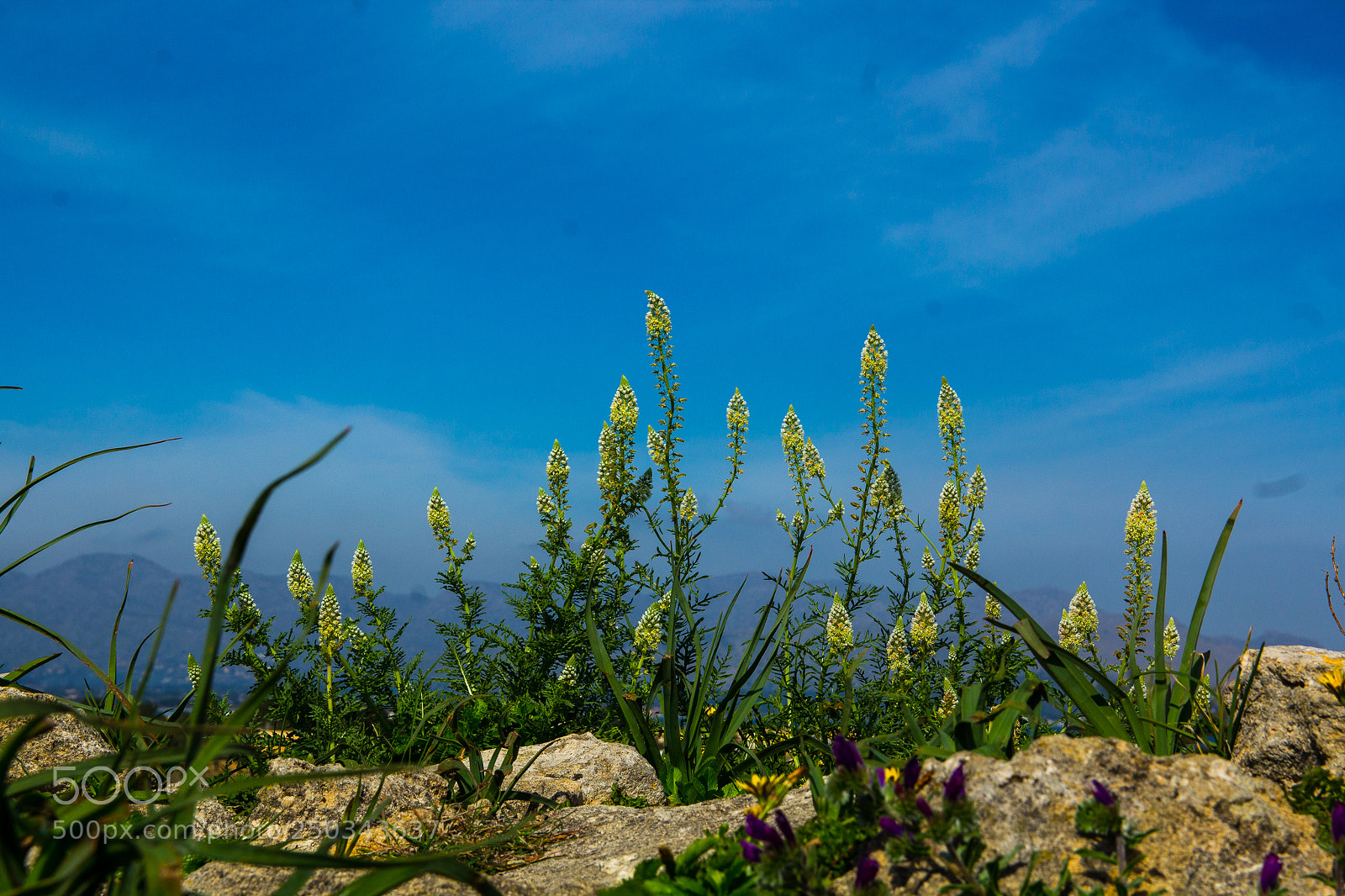 Canon EOS 1200D (EOS Rebel T5 / EOS Kiss X70 / EOS Hi) sample photo. Flowers at mallorca march 2018 photography