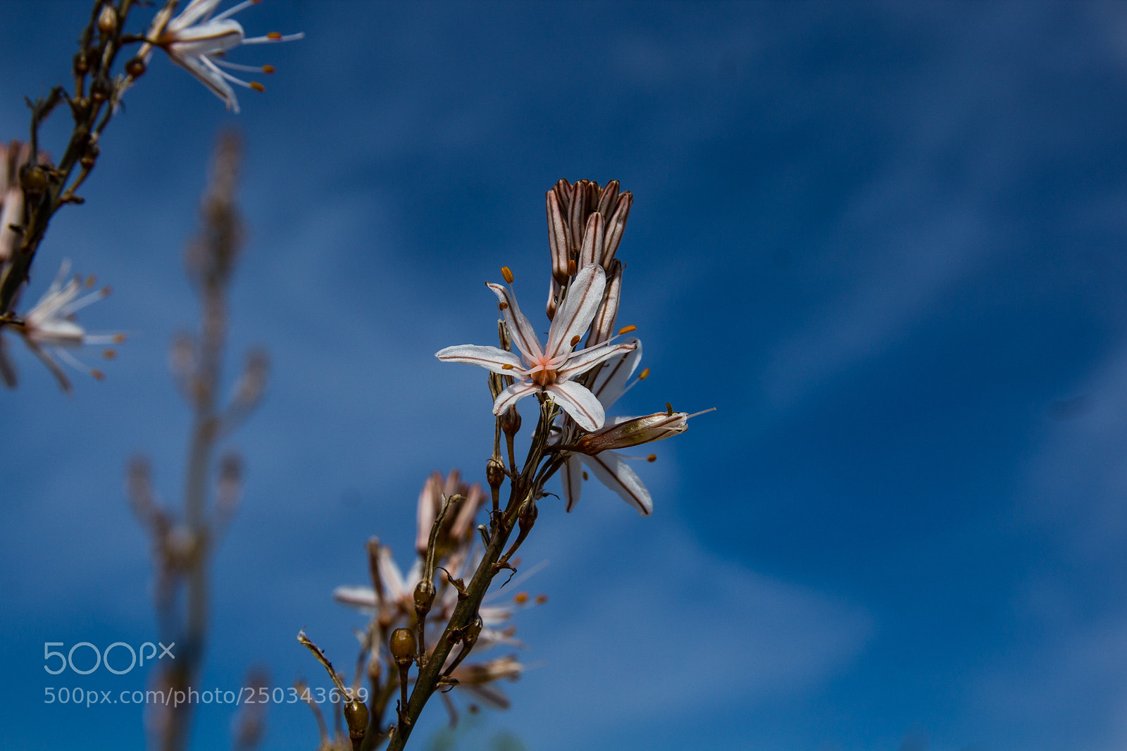 Canon EOS 1200D (EOS Rebel T5 / EOS Kiss X70 / EOS Hi) sample photo. Flowers at mallorca march 2018 photography