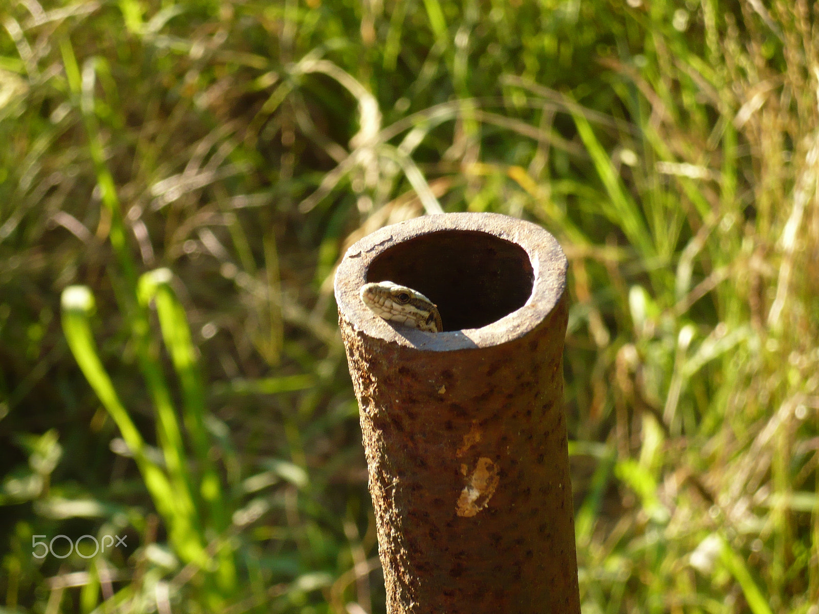 Panasonic DMC-FX10 sample photo. Lizard in a tube photography