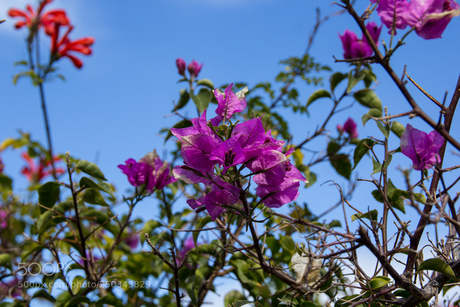 Canon EOS 1200D (EOS Rebel T5 / EOS Kiss X70 / EOS Hi) sample photo. Flowers at mallorca march 2018 photography