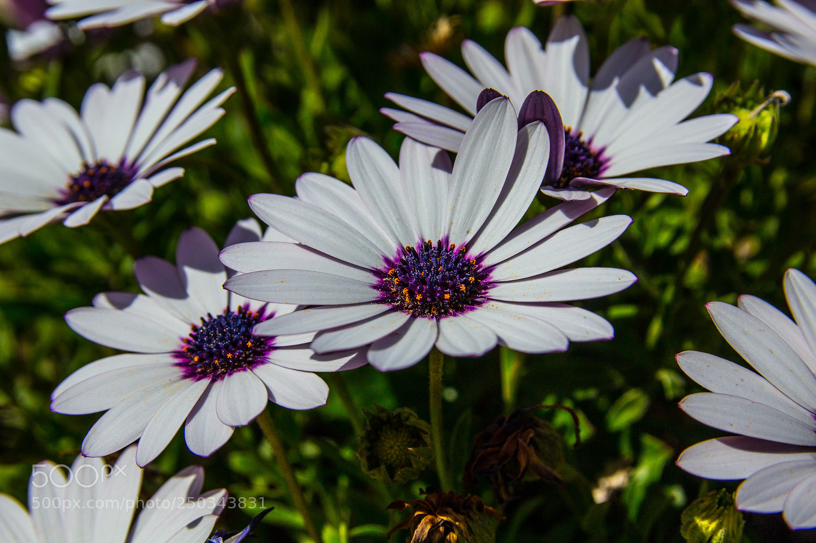 Canon EOS 1200D (EOS Rebel T5 / EOS Kiss X70 / EOS Hi) sample photo. Flowers at mallorca march 2018 photography