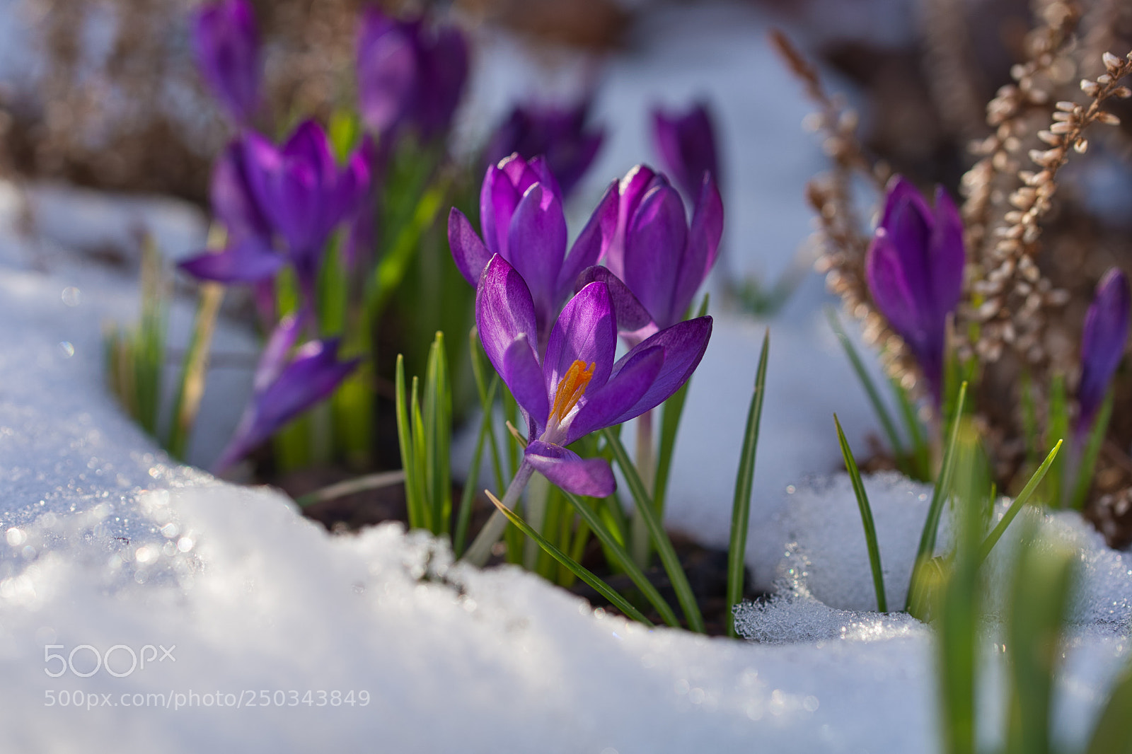 Sony SLT-A99V sample photo. Krokus im schnee auf photography