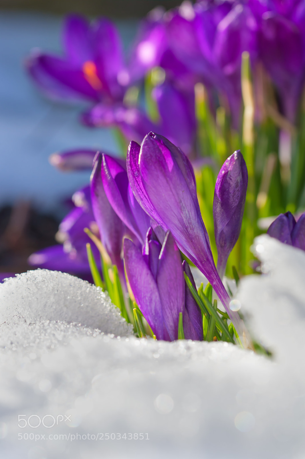 Sony SLT-A99V sample photo. Krokus im schnee auf photography