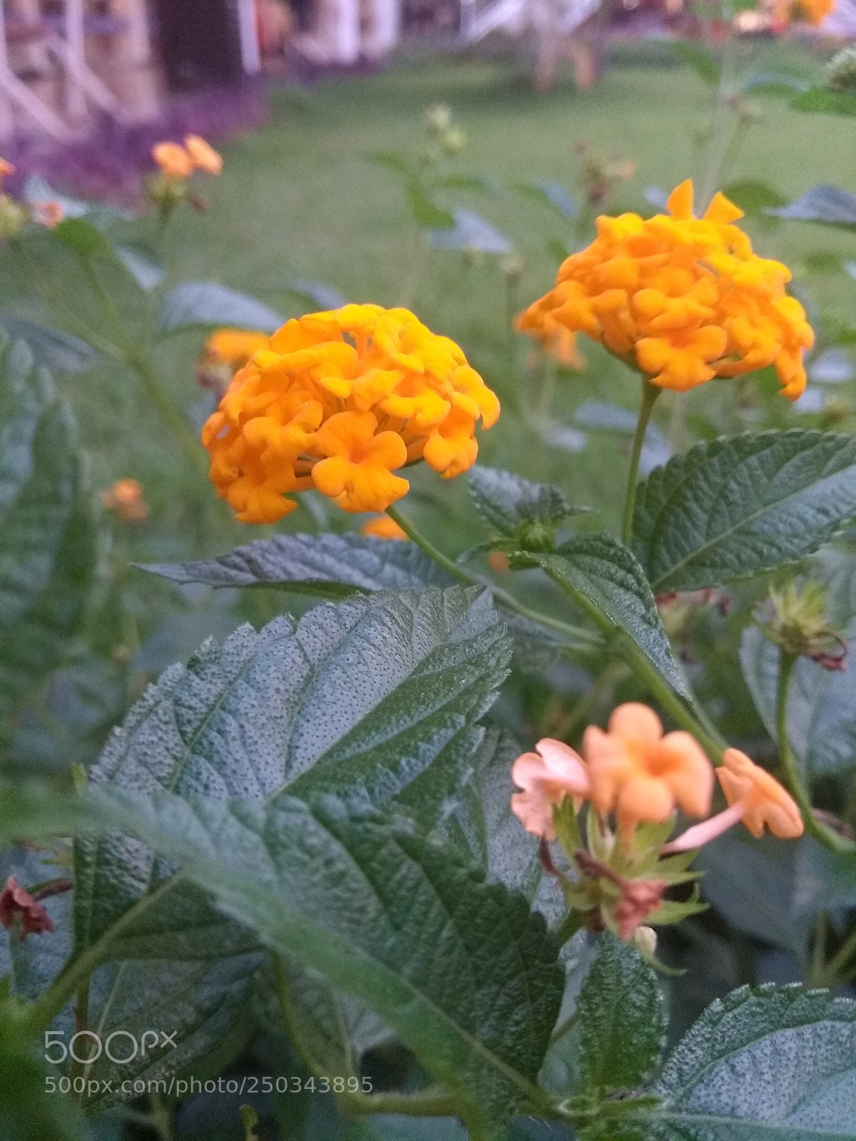 Motorola Moto G (5th Gen) sample photo. Untitled photography