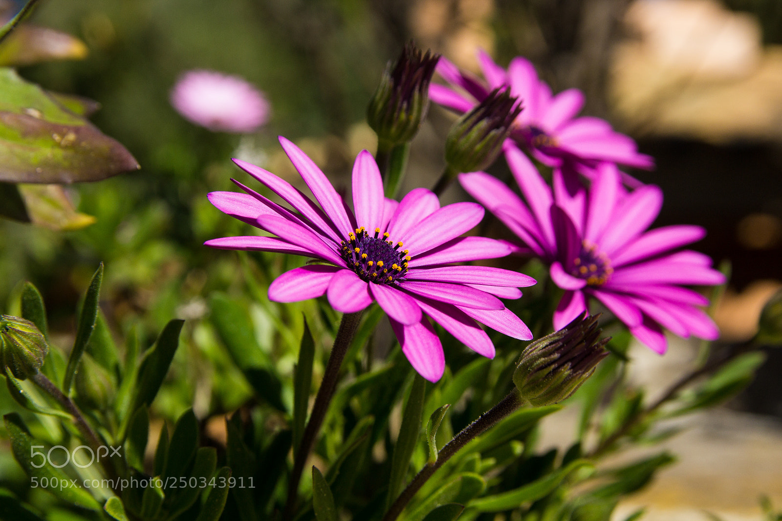 Canon EOS 1200D (EOS Rebel T5 / EOS Kiss X70 / EOS Hi) sample photo. Flowers at mallorca march 2018 photography