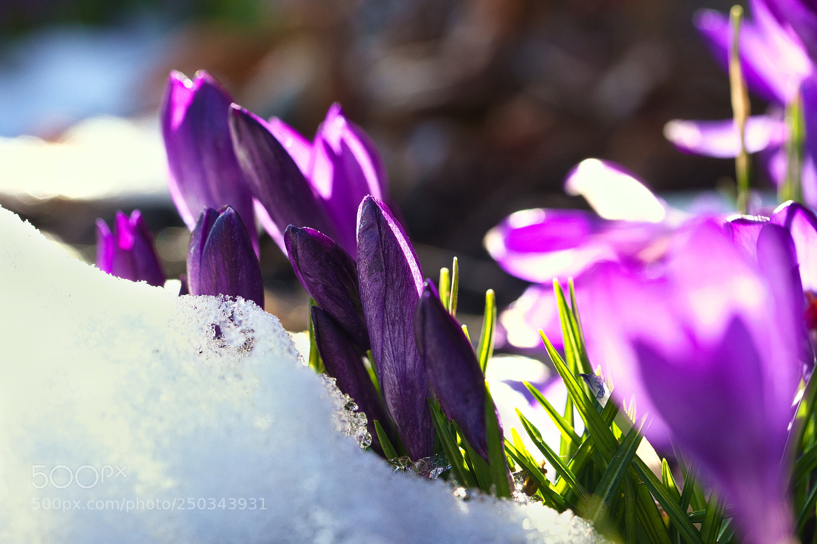 Sony SLT-A99V sample photo. Krokus im schnee auf photography