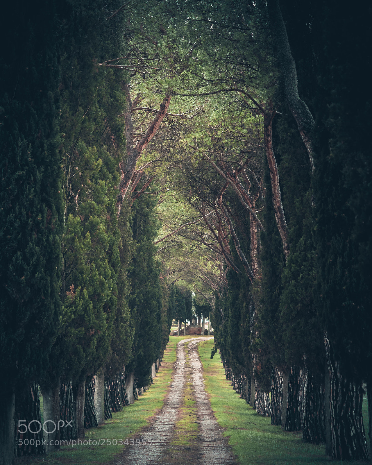 Olympus OM-D E-M1 Mark II sample photo. Viali toscani photography