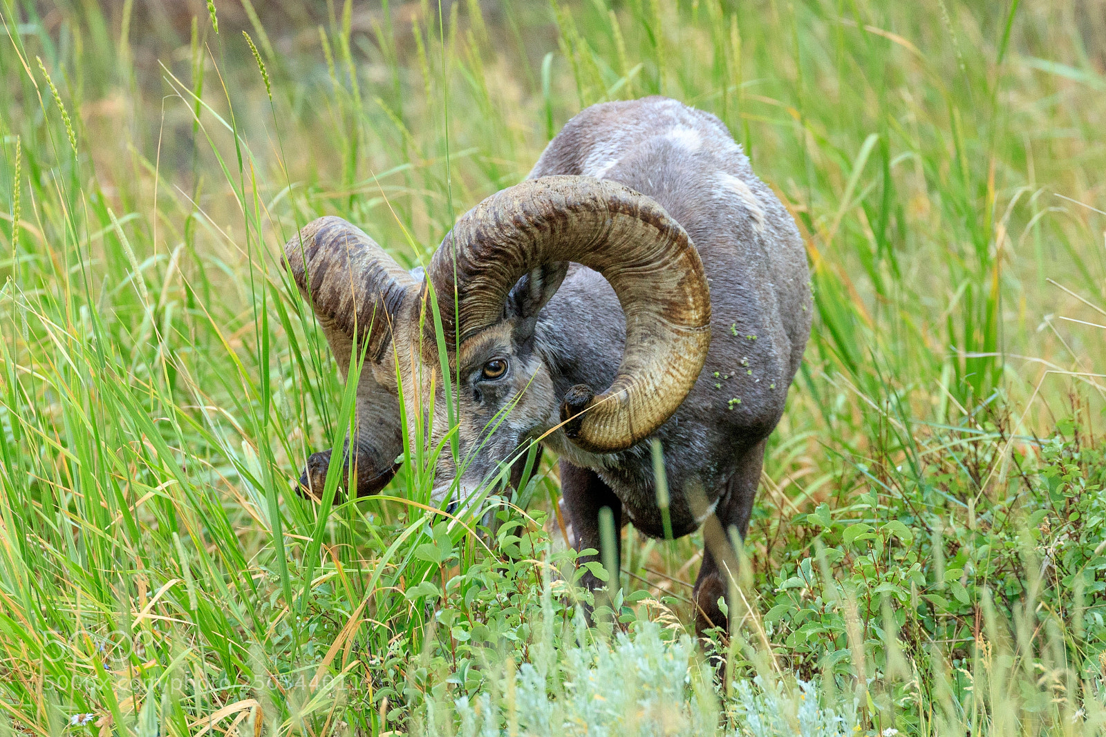 Canon EOS 5DS sample photo. Bighorn sheep photography