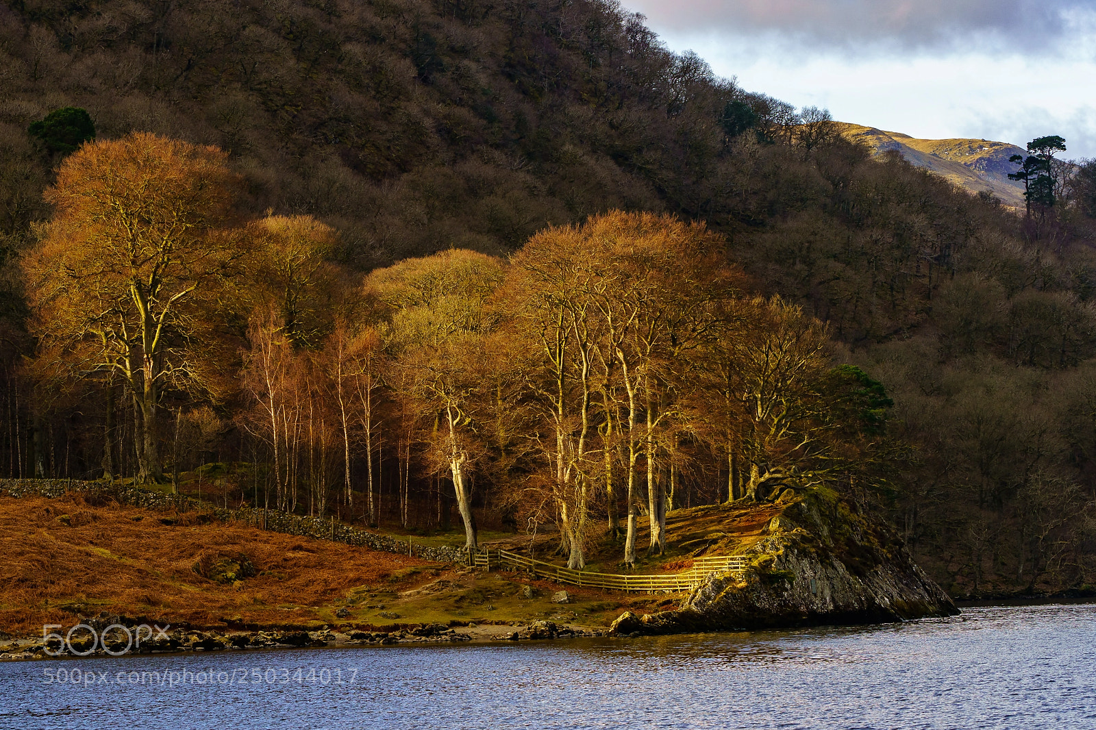 Sony a7R III sample photo. Sun hitting birkett trees photography