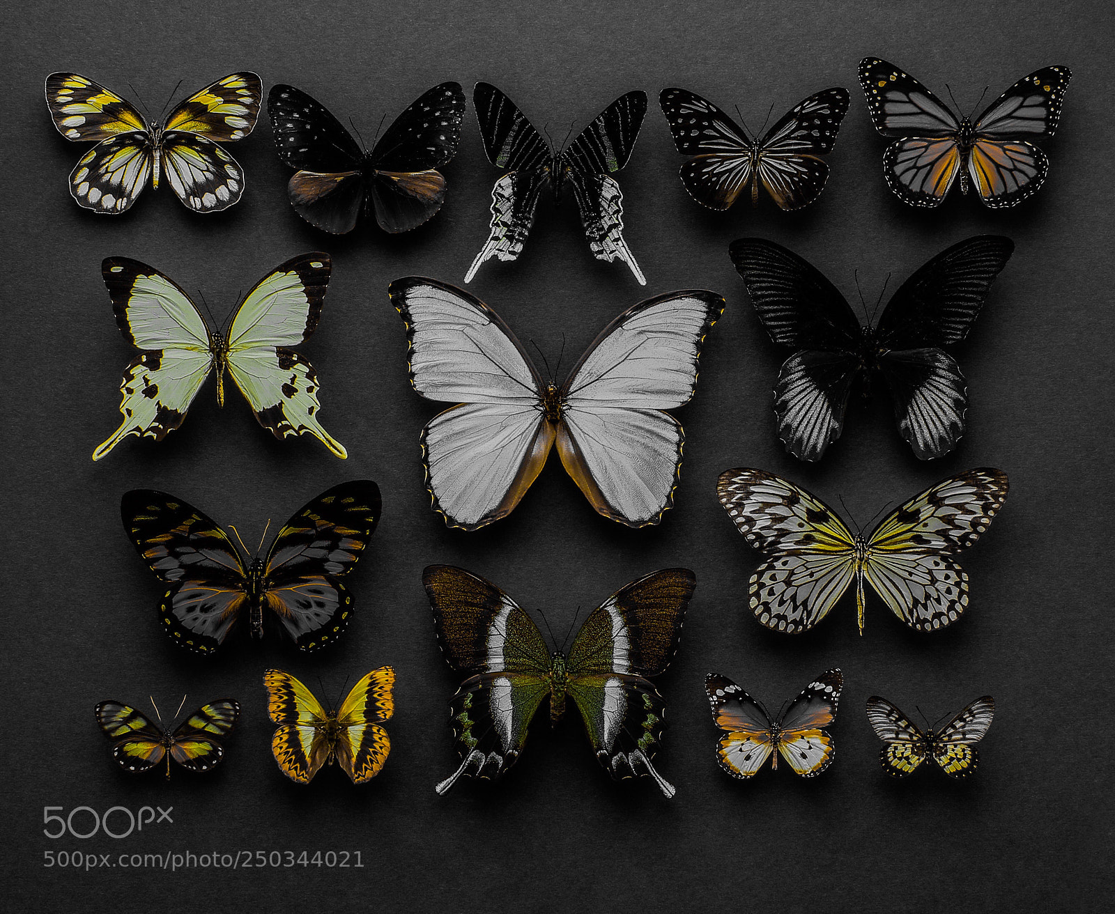 Canon EOS 7D Mark II sample photo. Butterfly collection photography