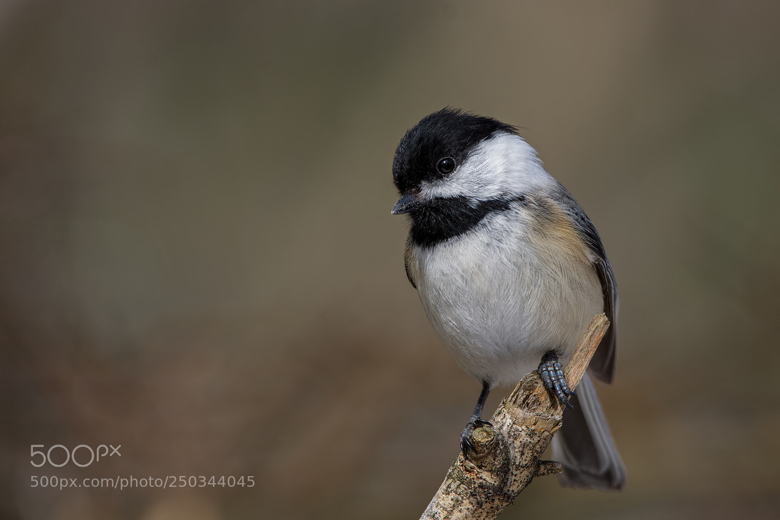 Nikon D7200 sample photo. Black-capped chickadee (re-edit) photography