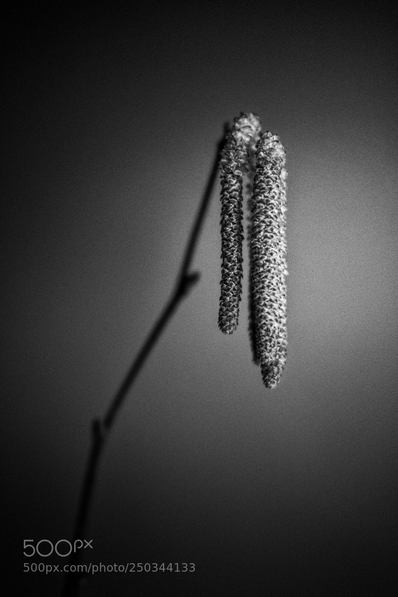 Fujifilm X-Pro2 sample photo. Projekt bw photography