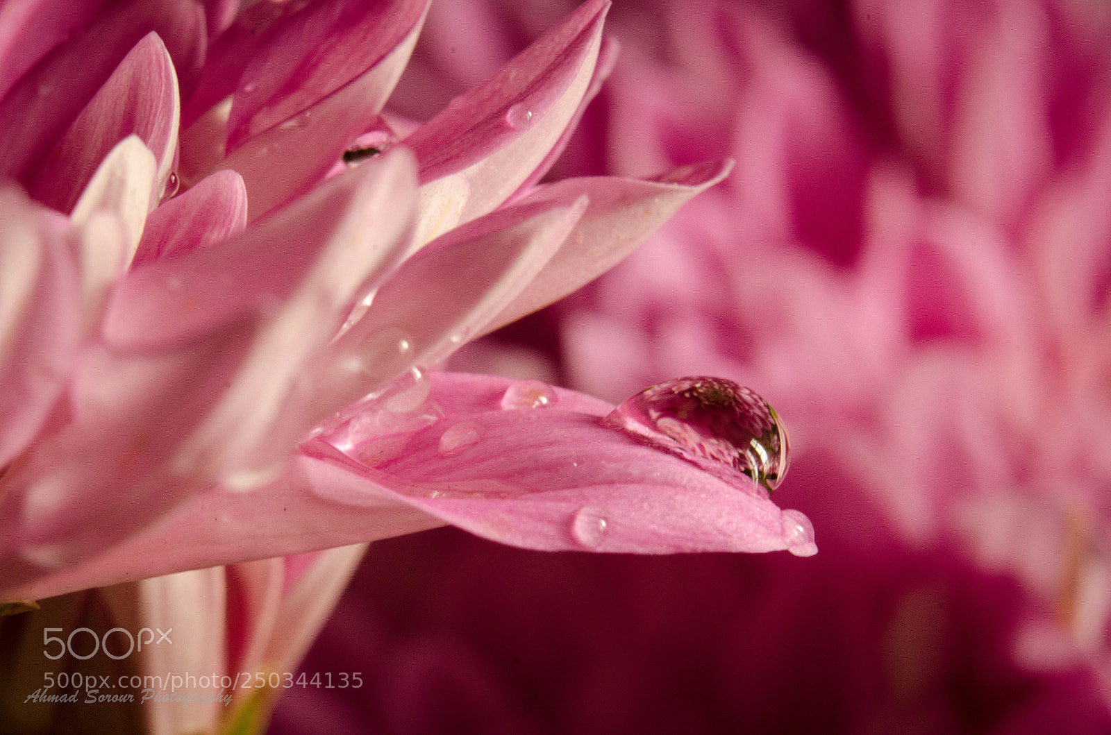 Nikon D7000 sample photo. Droplet photography