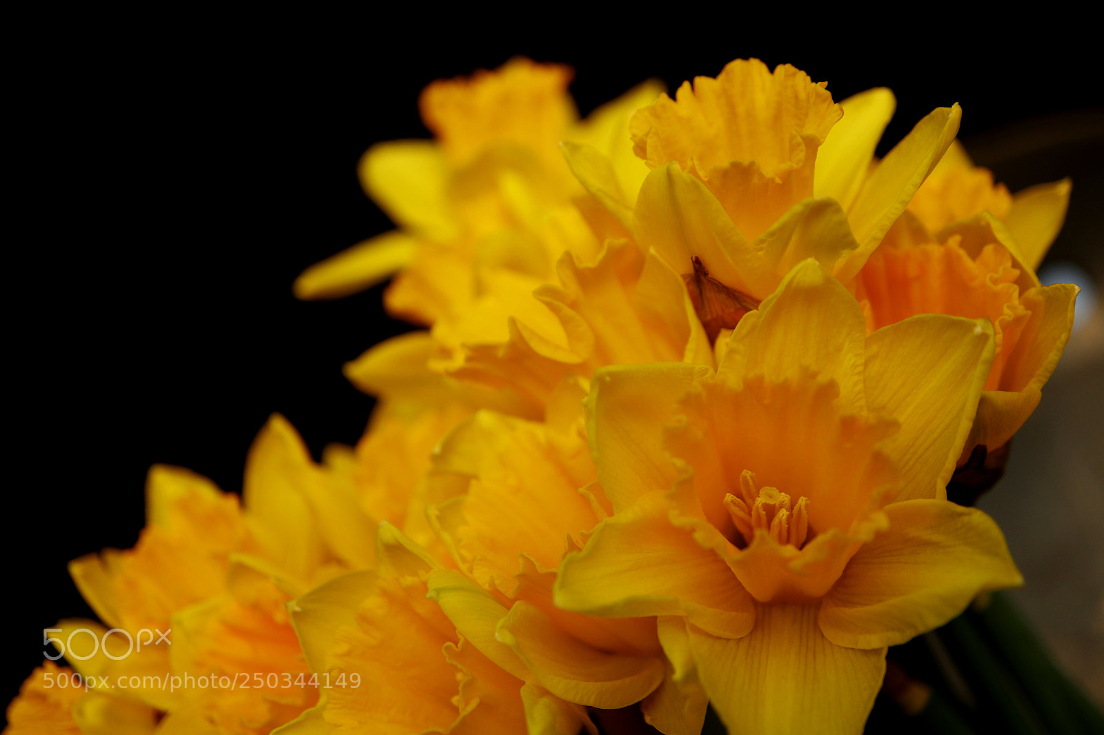 Canon EOS M5 sample photo. Narcissus photography