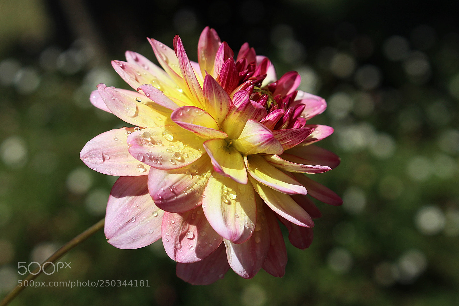 Canon EOS 700D (EOS Rebel T5i / EOS Kiss X7i) sample photo. Rainy spring photography