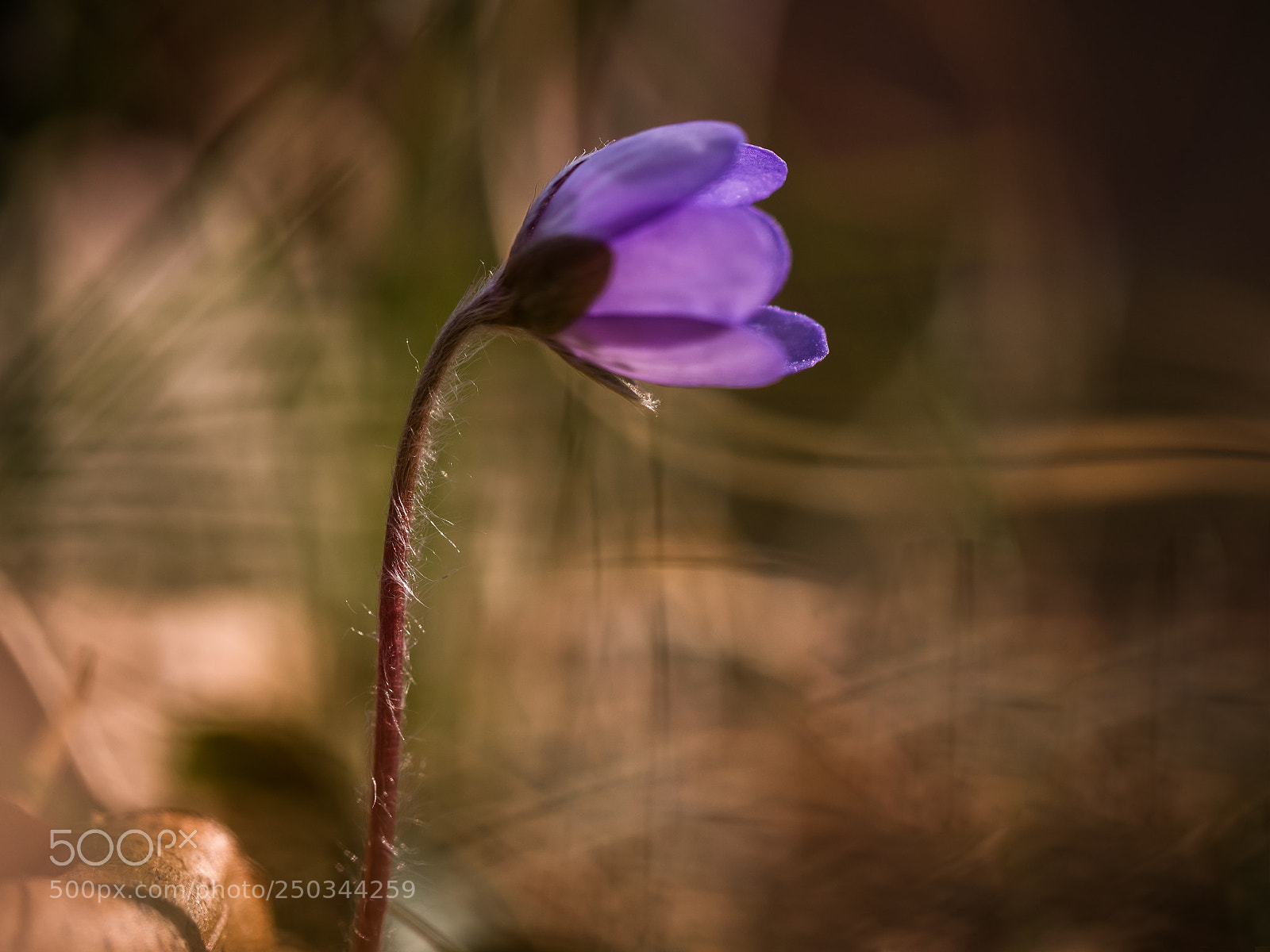 Olympus OM-D E-M5 II sample photo. The lonely one photography