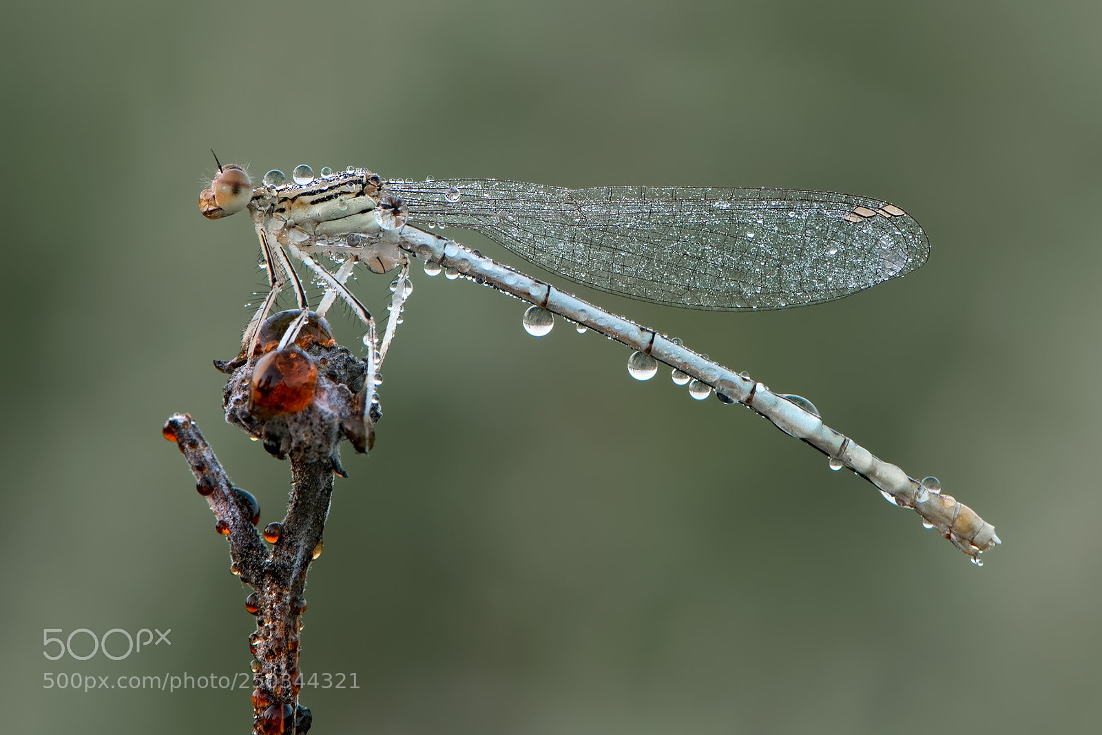 Nikon D300S sample photo. Platycnemis pennipes photography