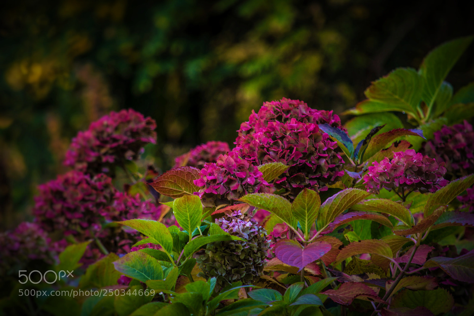 Nikon D5200 sample photo. Hydrangea photography