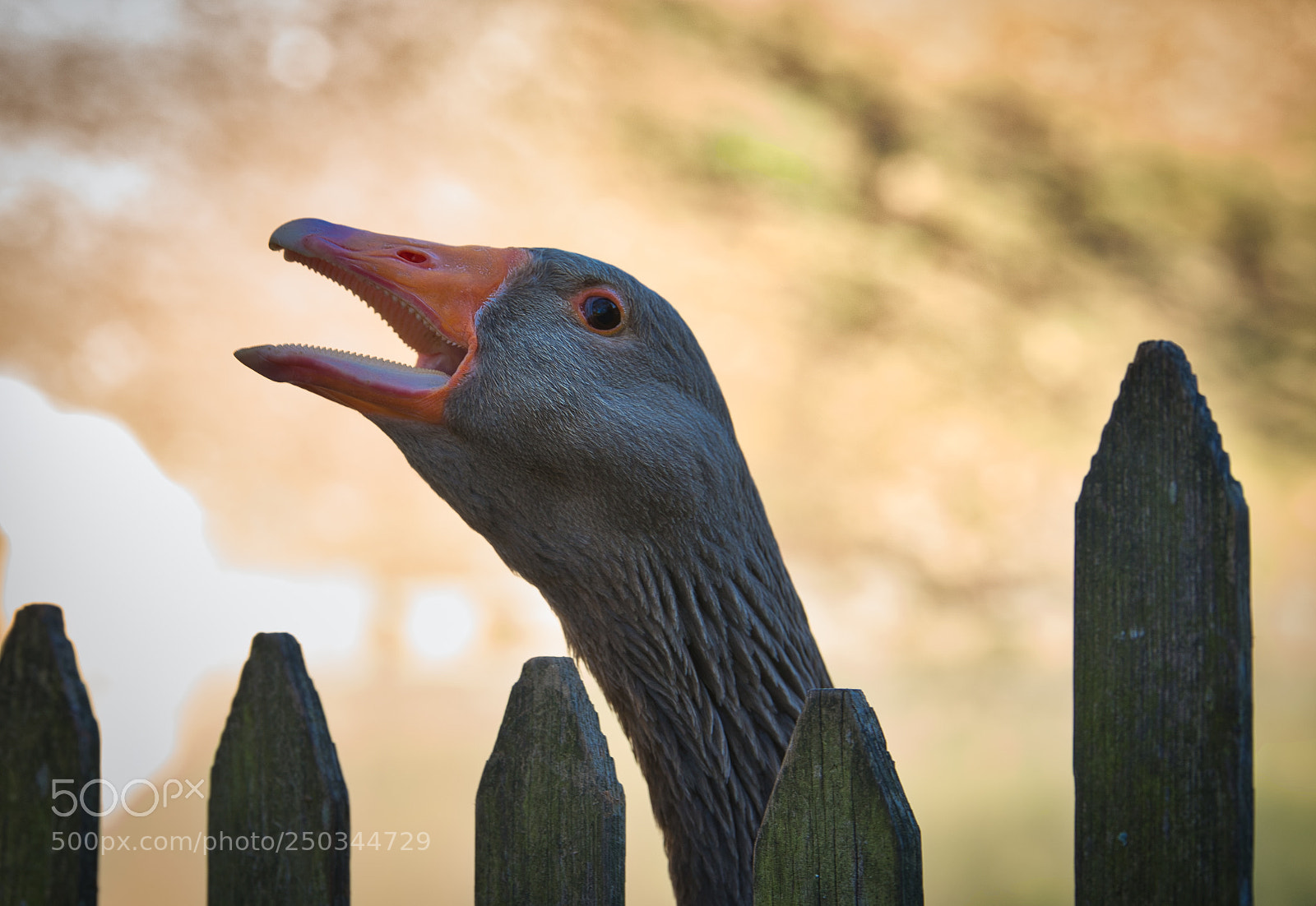 Sony SLT-A99V sample photo. Angriffslustige gans im f photography