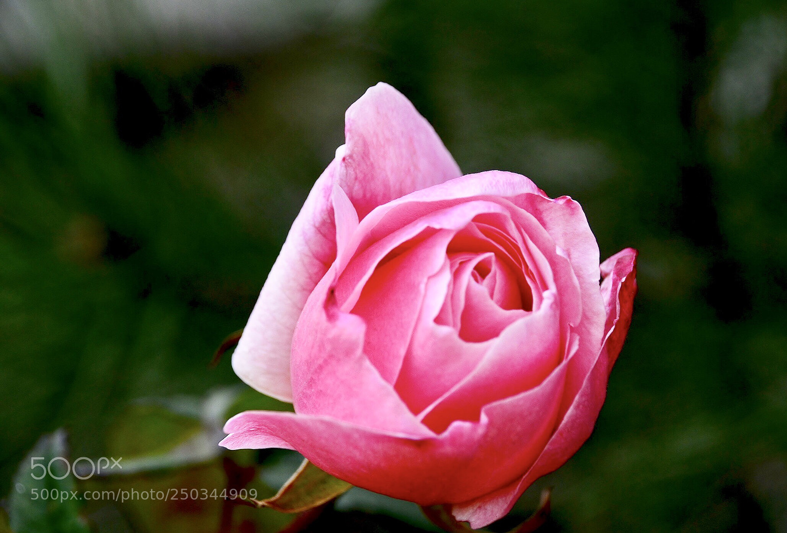 Nikon D7000 sample photo. Pink rose photography