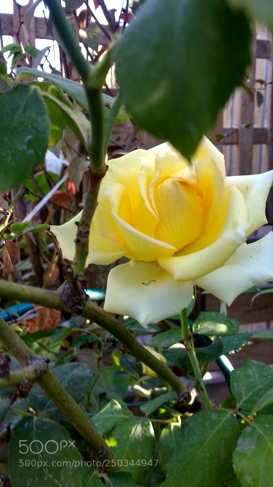 Motorola Moto G (4) sample photo. Untitled photography