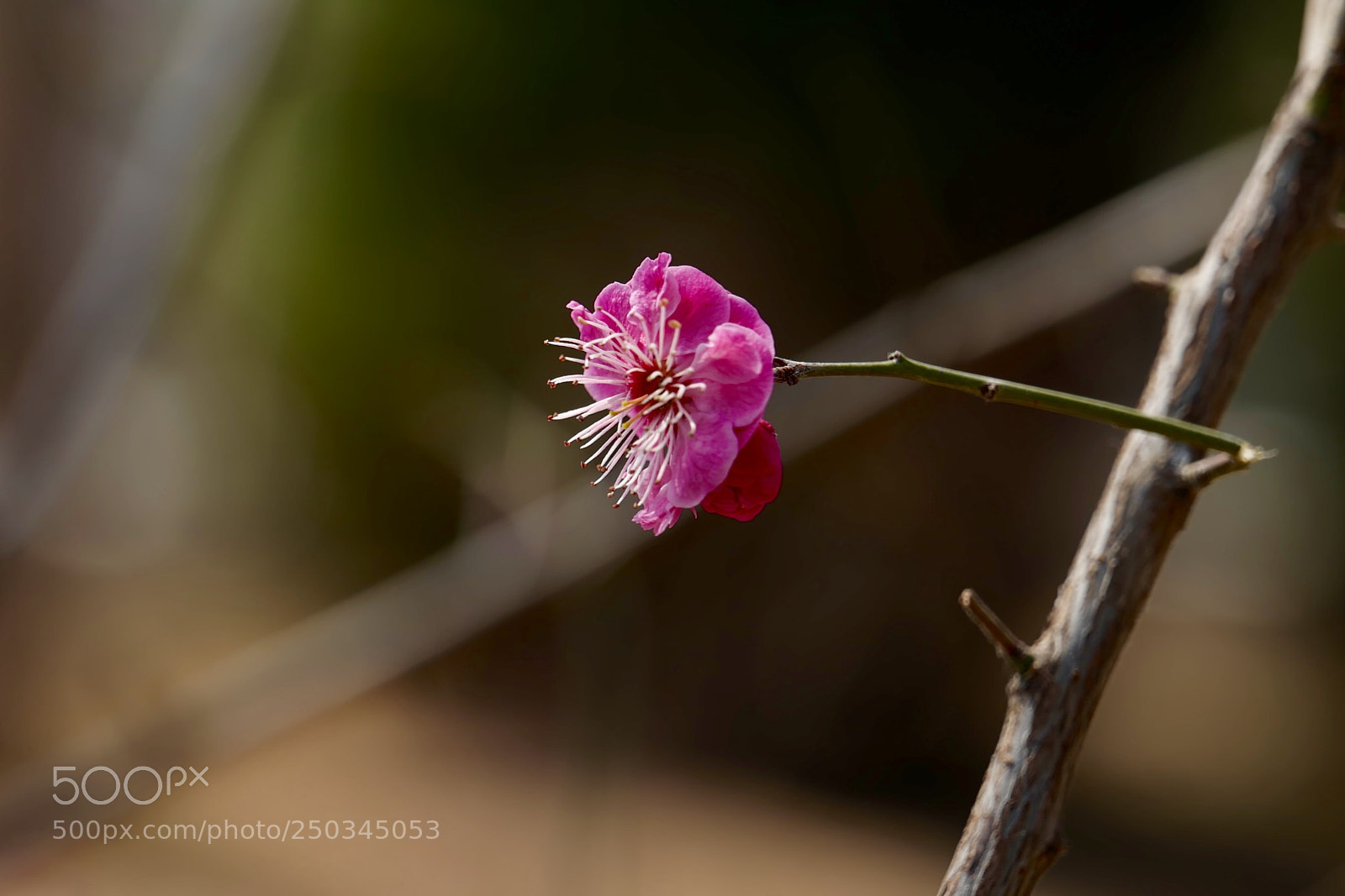 Leica SL (Typ 601) sample photo. Untitled photography