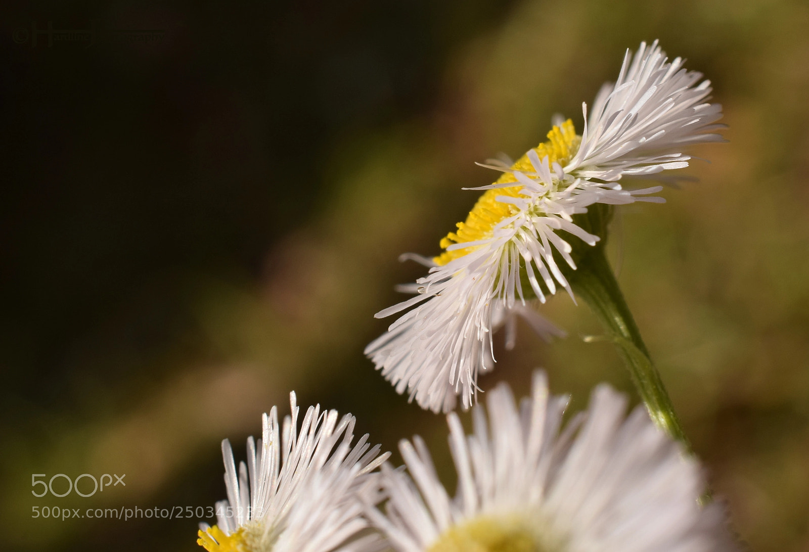 Nikon D3300 sample photo. Whiteflowers photography