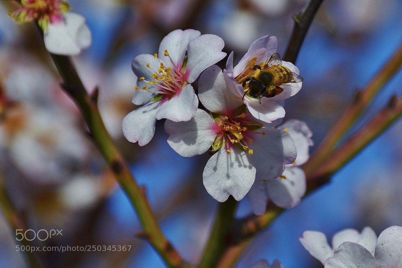 Nikon D7000 sample photo. Spring time
 photography